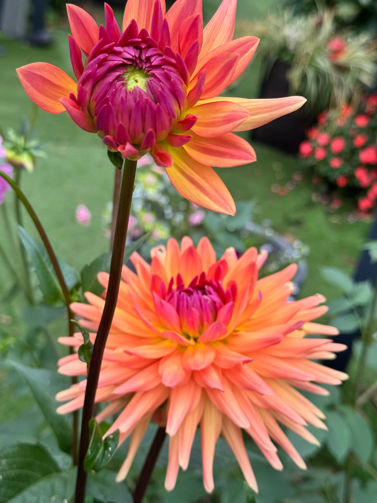 Marissa Dahlia