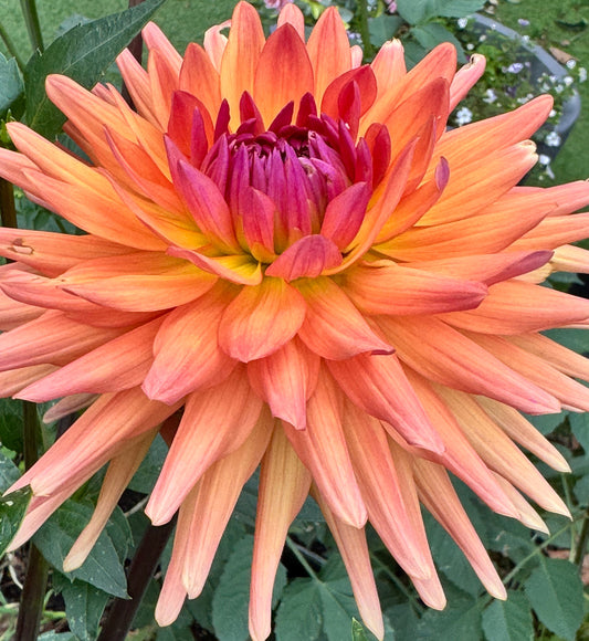 Marissa Dahlia