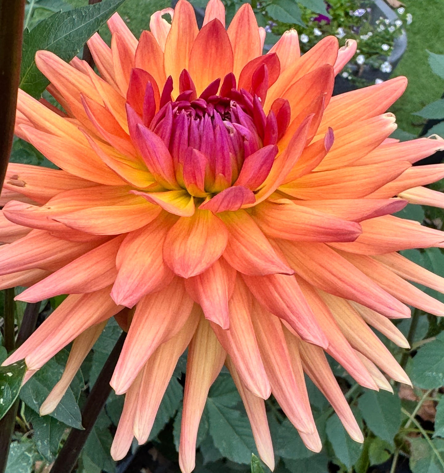 Marissa Dahlia