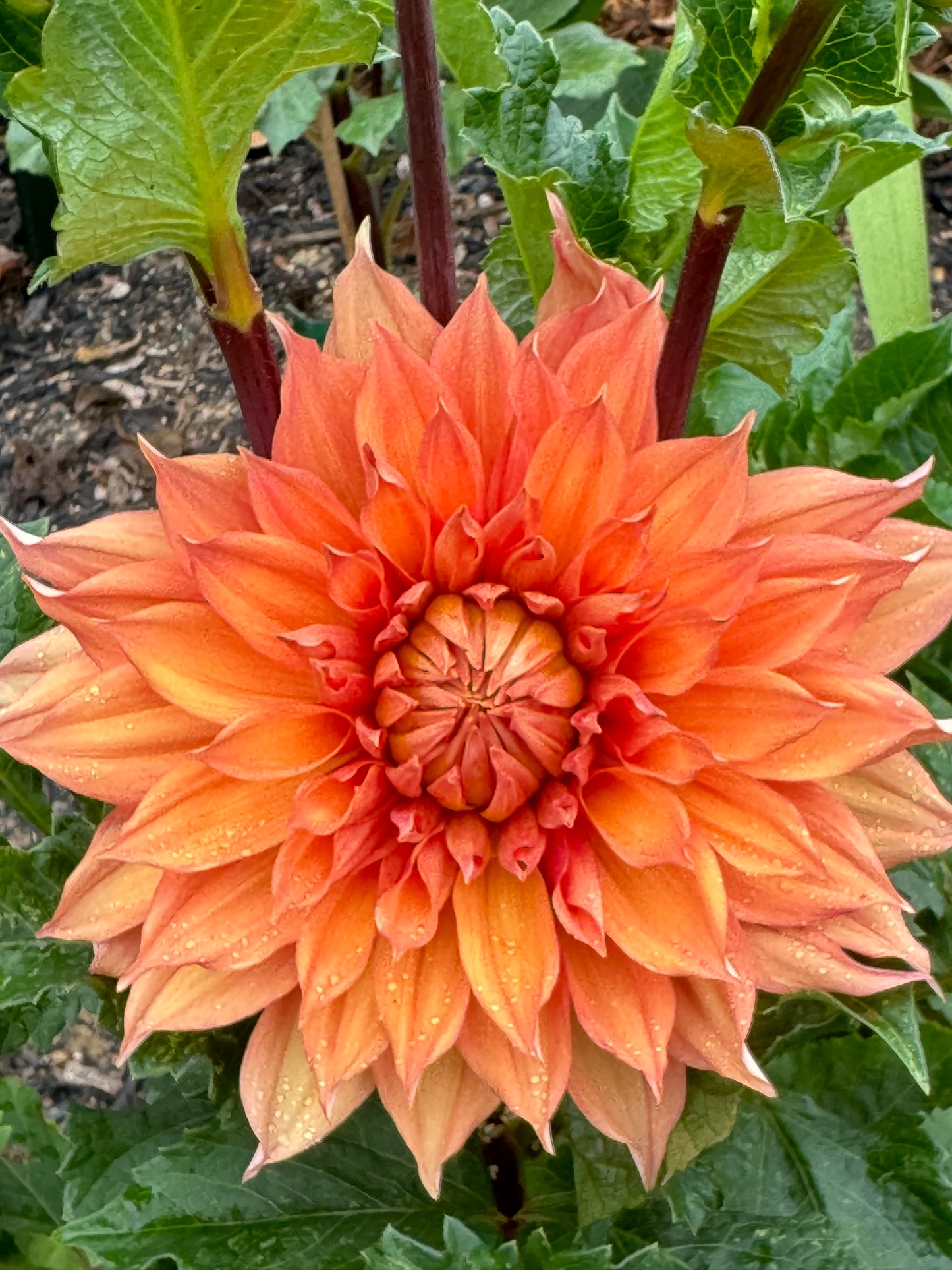 Hamari Gold Dahlia