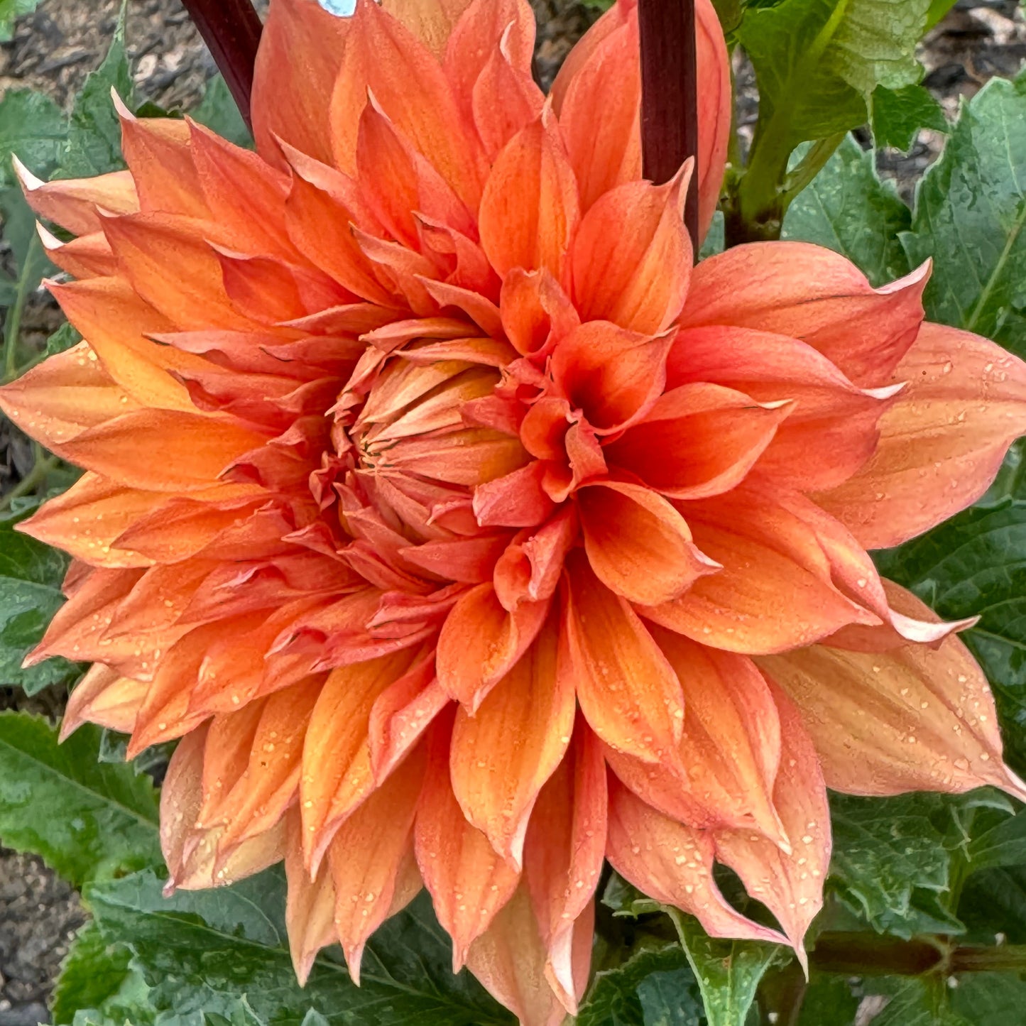 Hamari Gold Dahlia