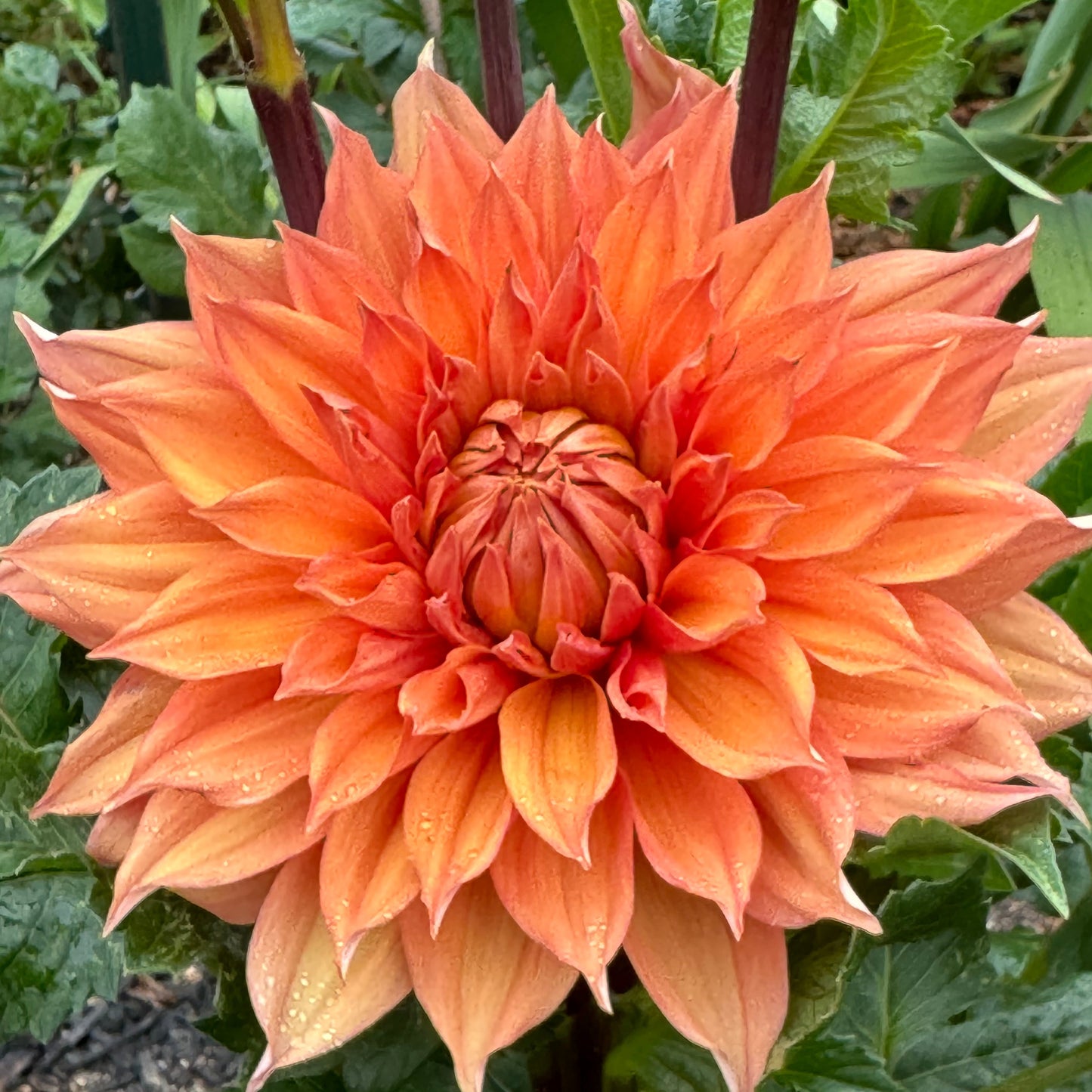 Hamari Gold Dahlia