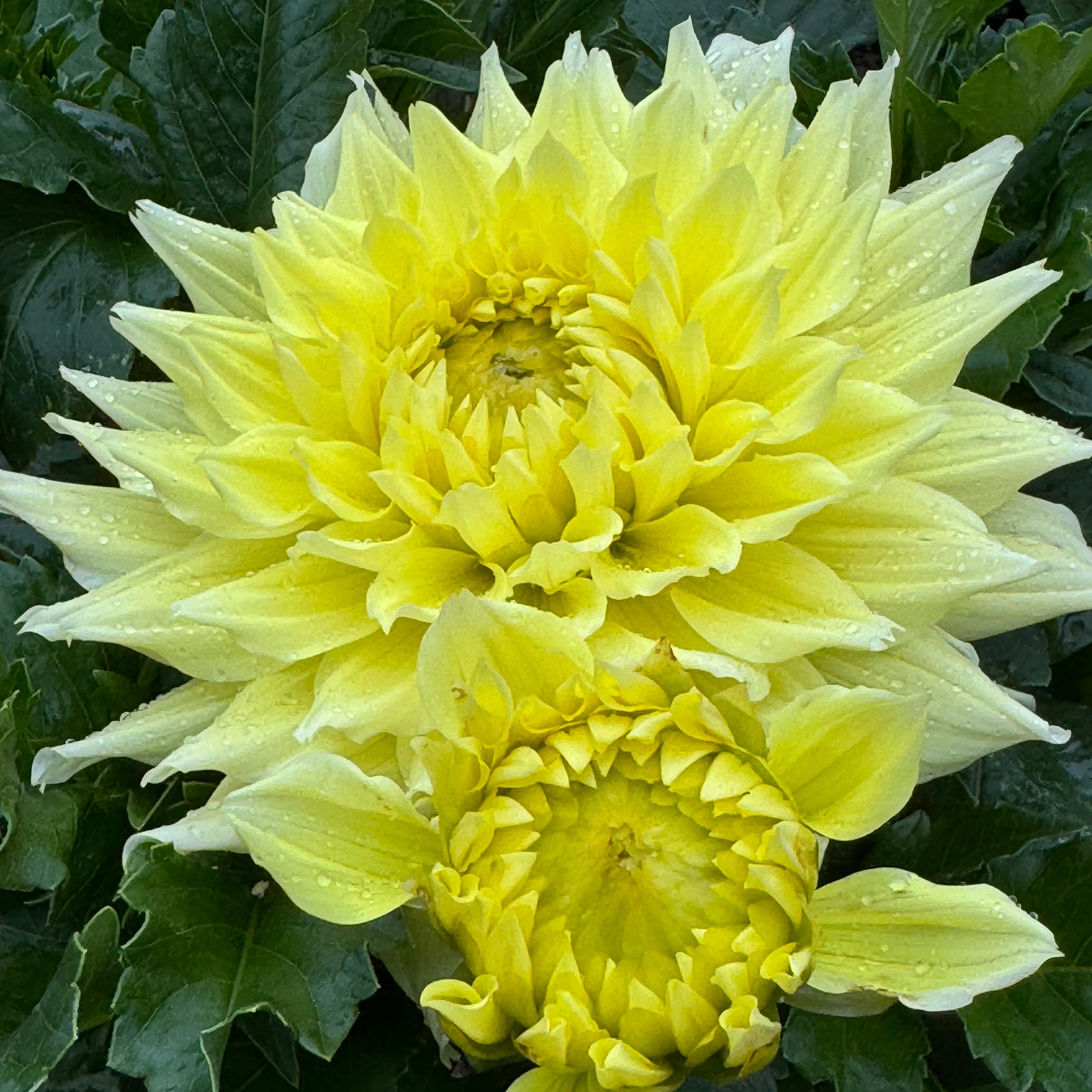 Trooper Dan Dahlia Draginas Dahlias