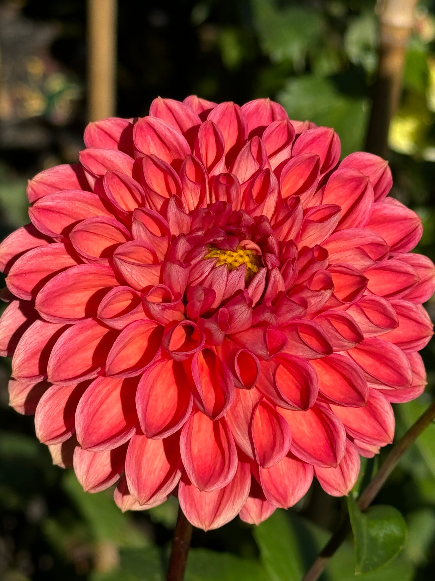 Tempest Dahlia