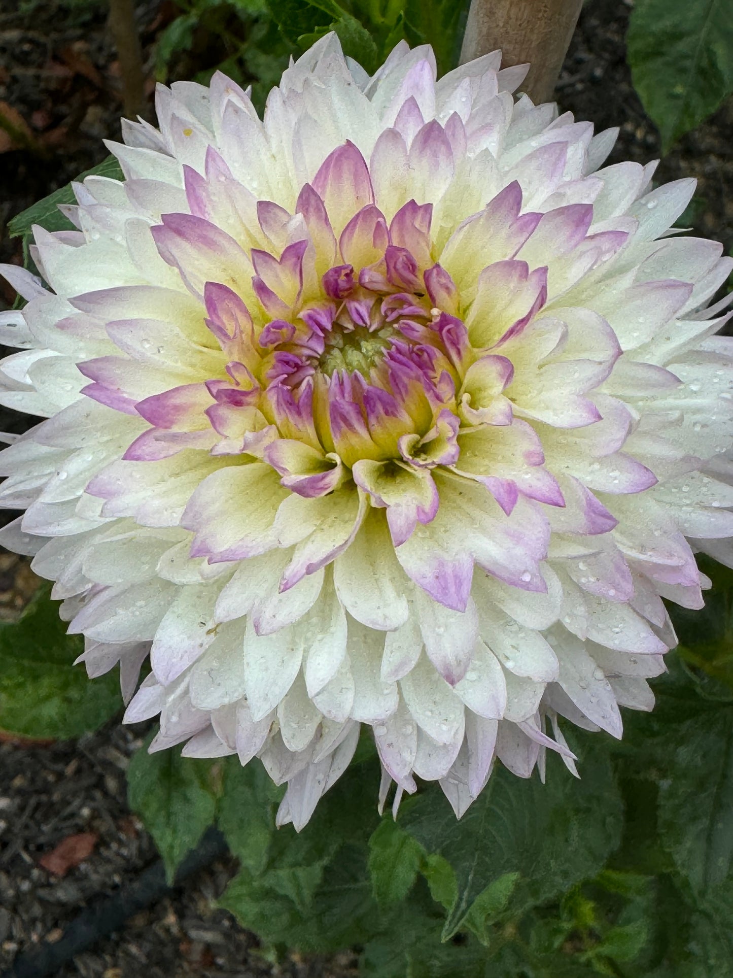 Sandia Melody Dahlia