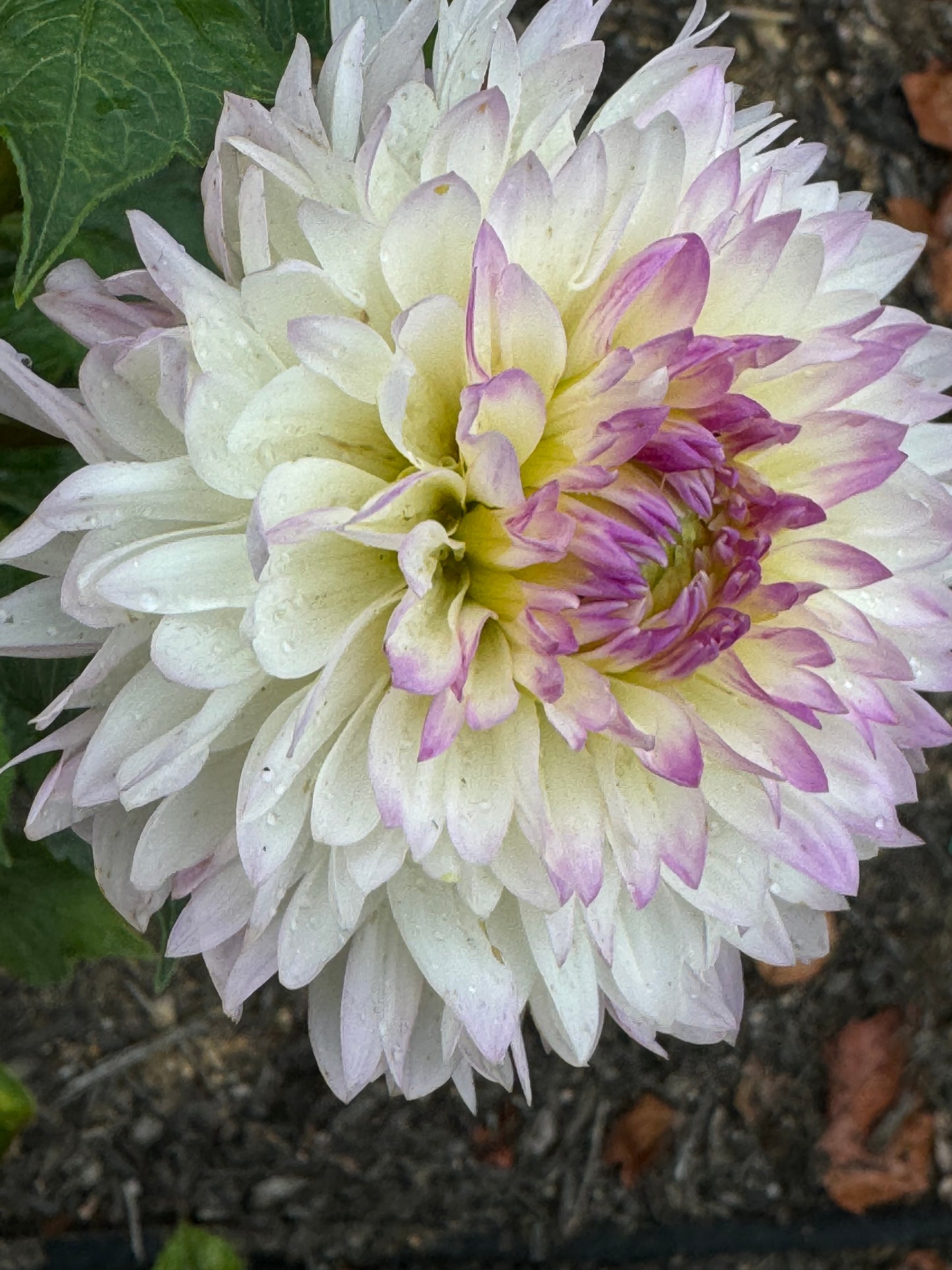 Sandia Melody Dahlia