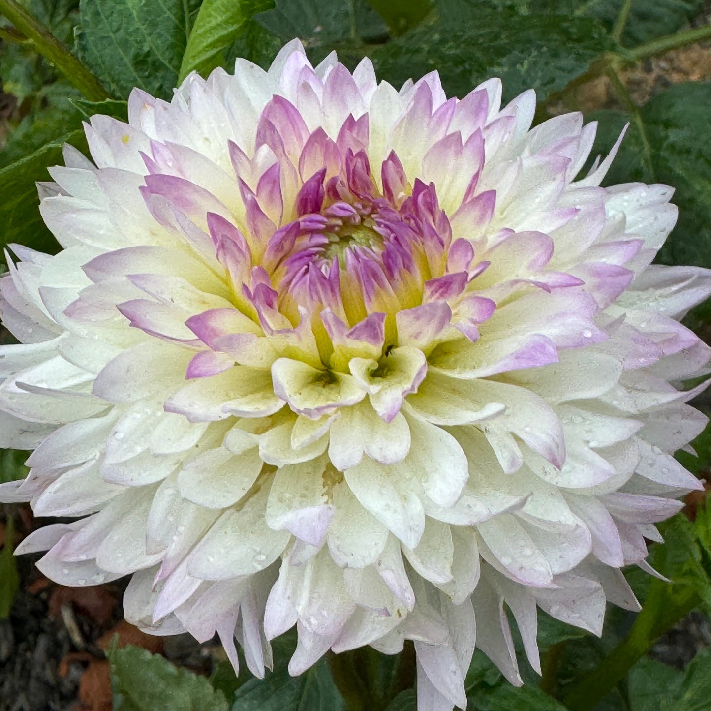 Sandia Melody Dahlia