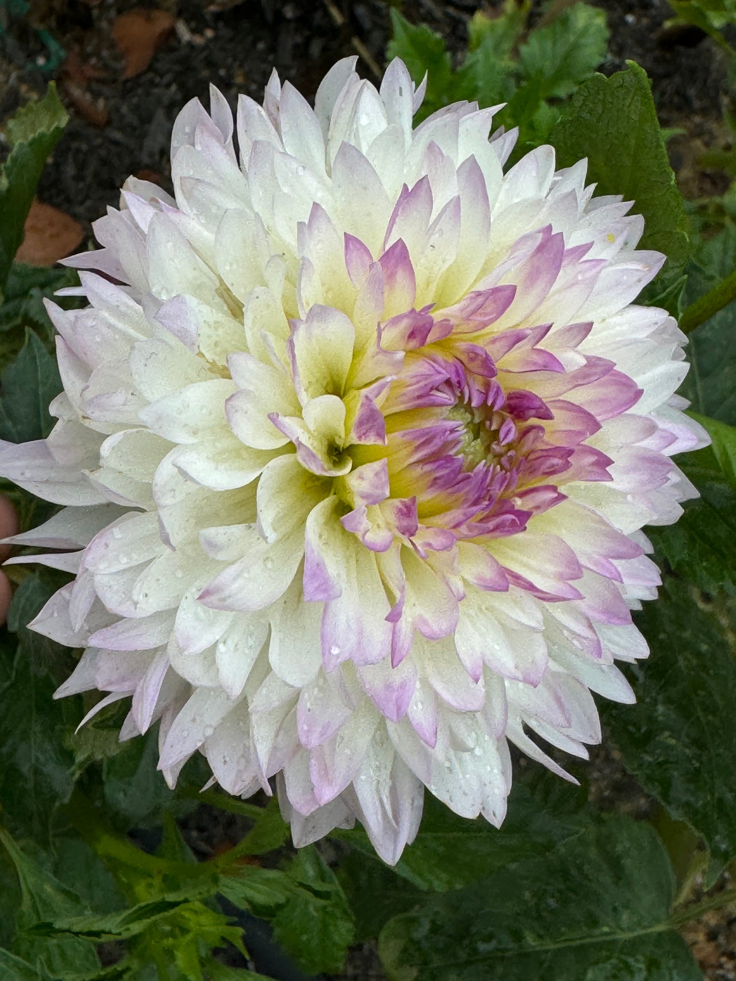 Sandia Melody Dahlia