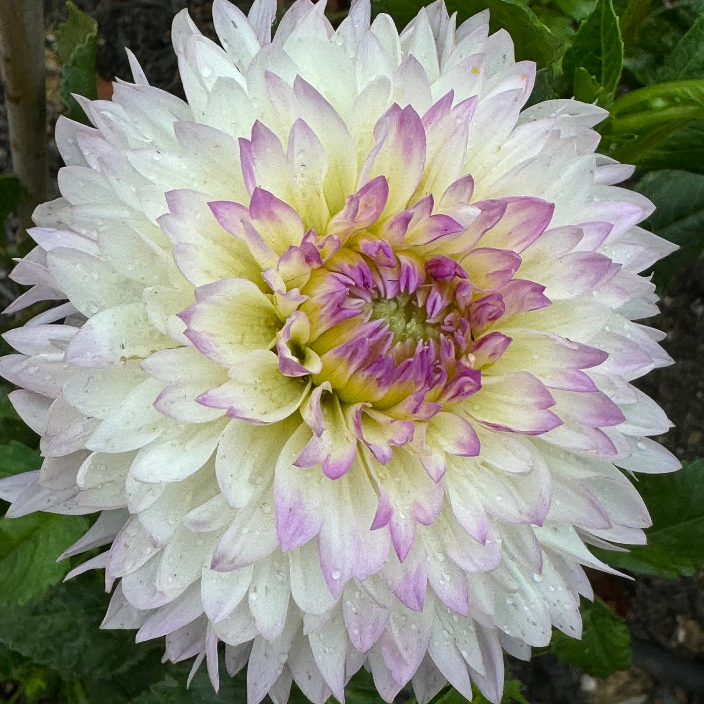 Sandia Melody Dahlia