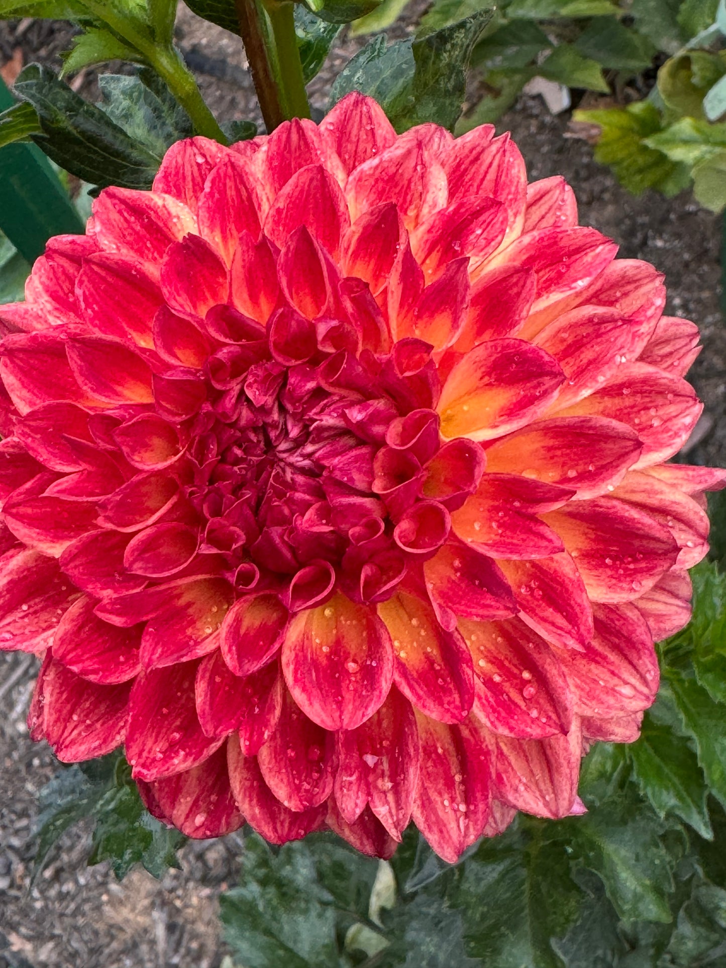 Chimacum Nadjae Dahlia