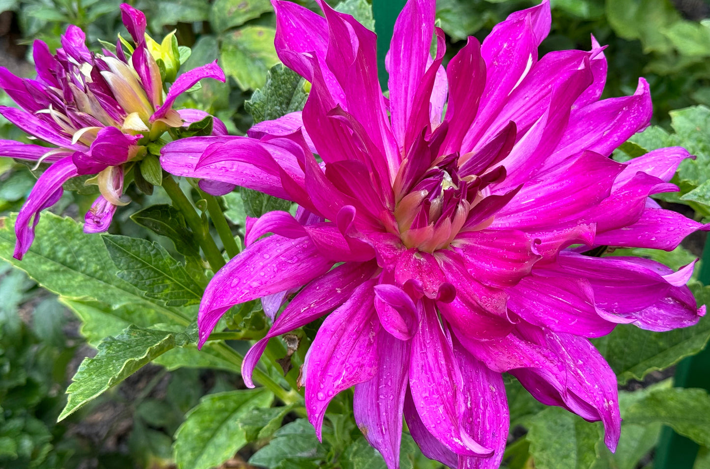 Purple Taiheijo Dahlia