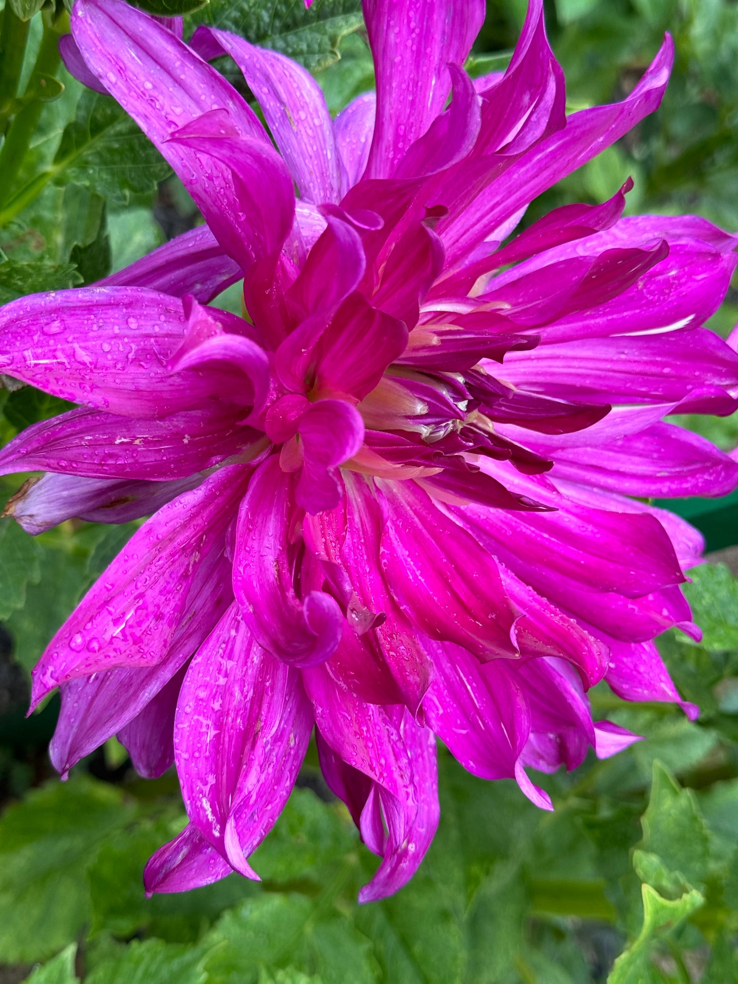 Purple Taiheijo Dahlia