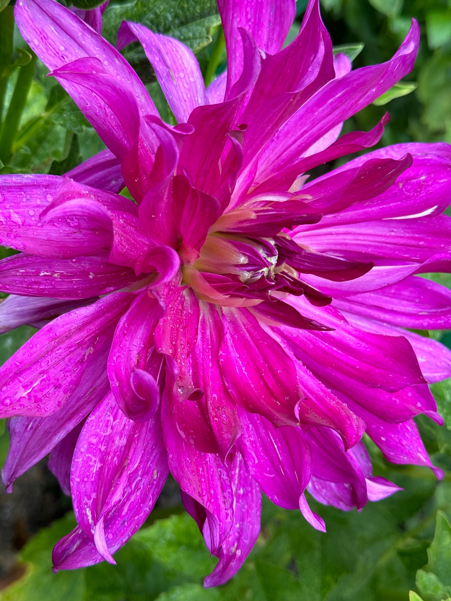 Purple Taiheijo Dahlia