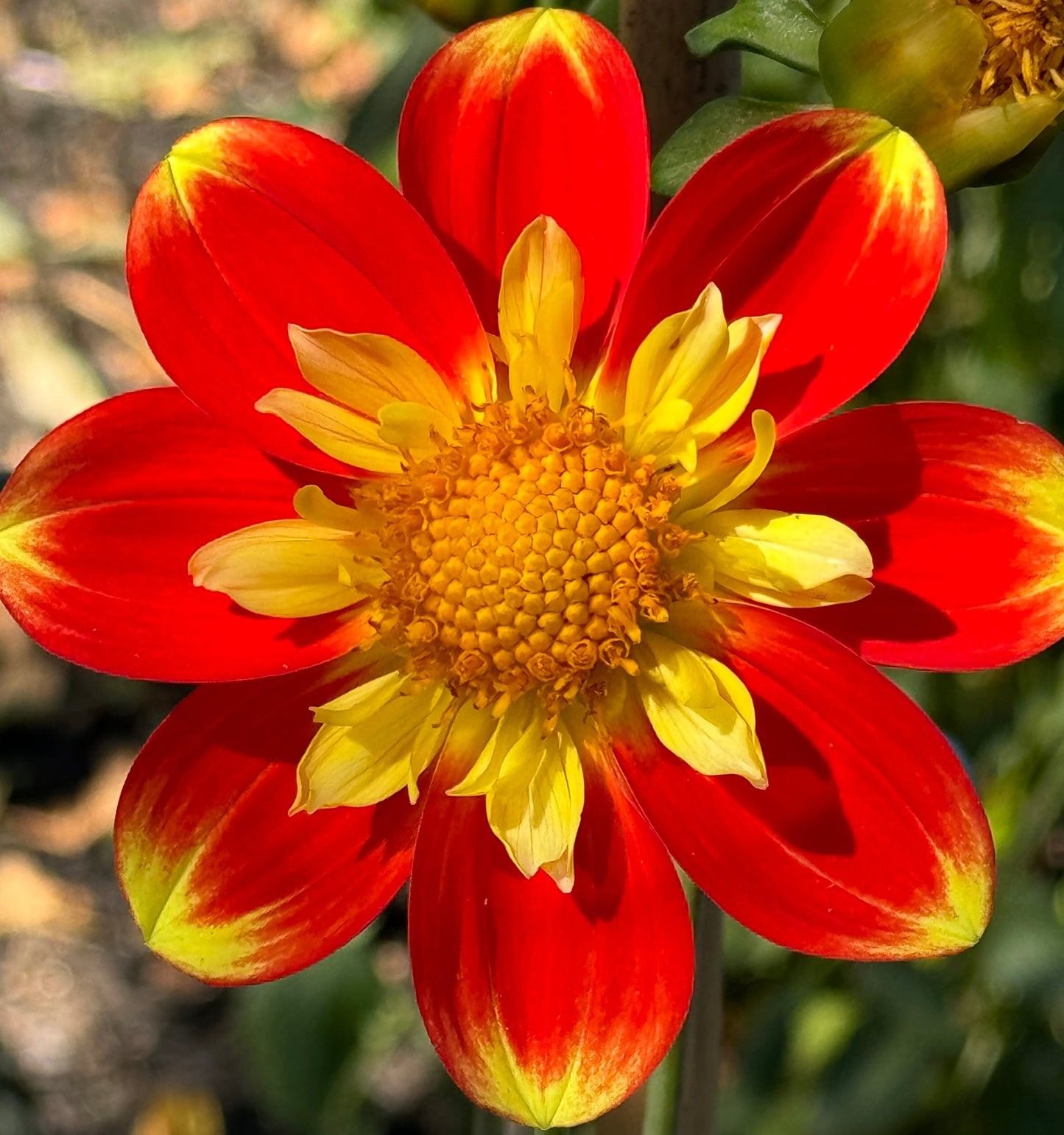 Pooh Dahlia