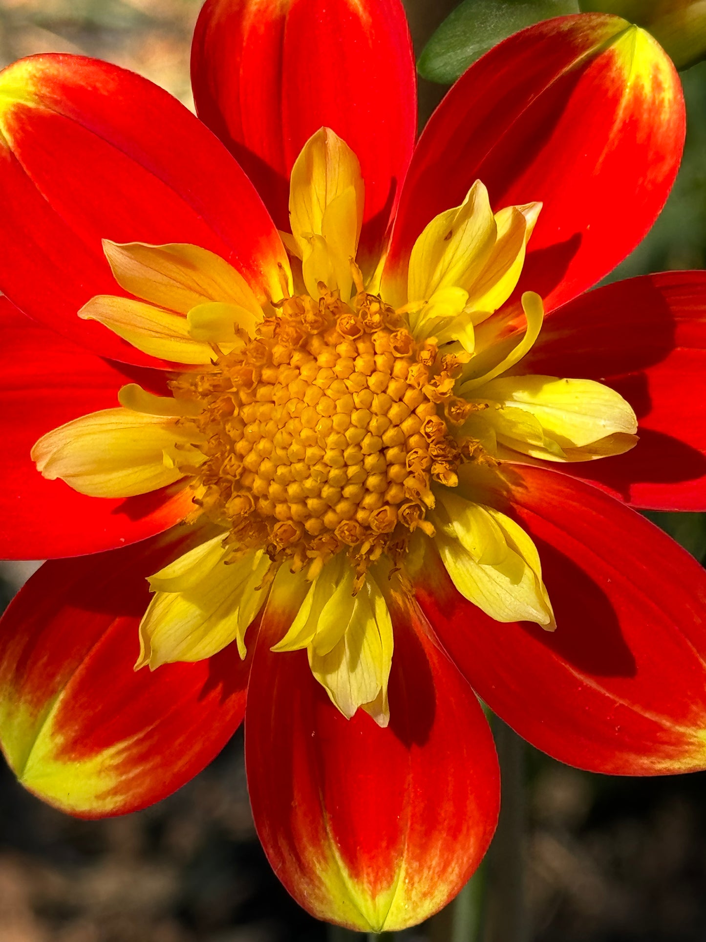 Pooh Dahlia