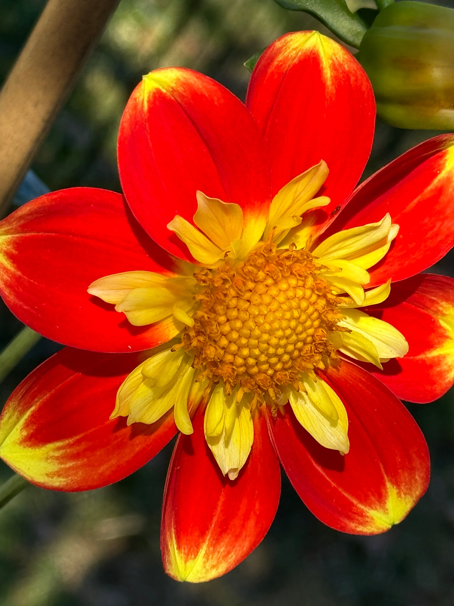 Pooh Dahlia