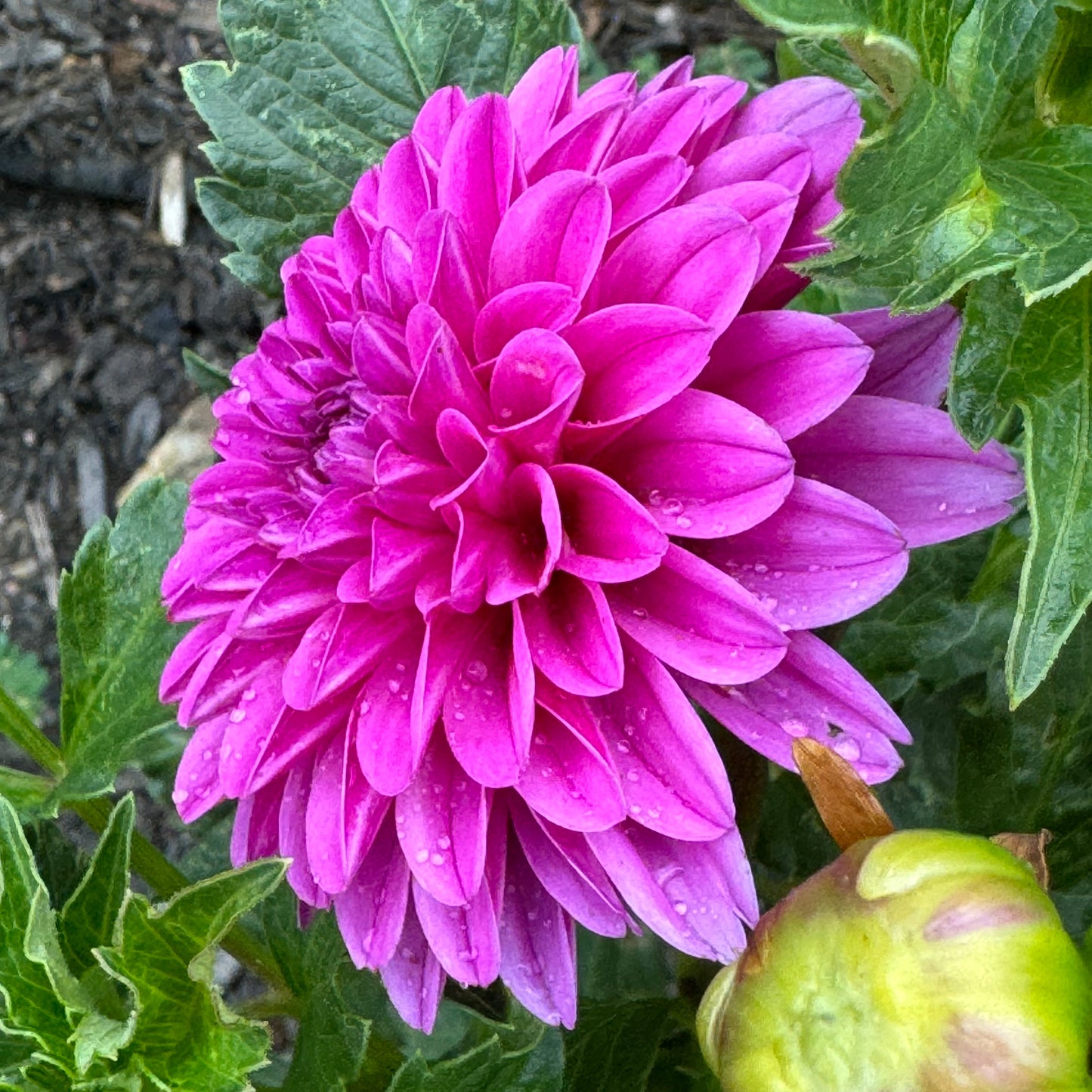 Ivy Rose Dahlia