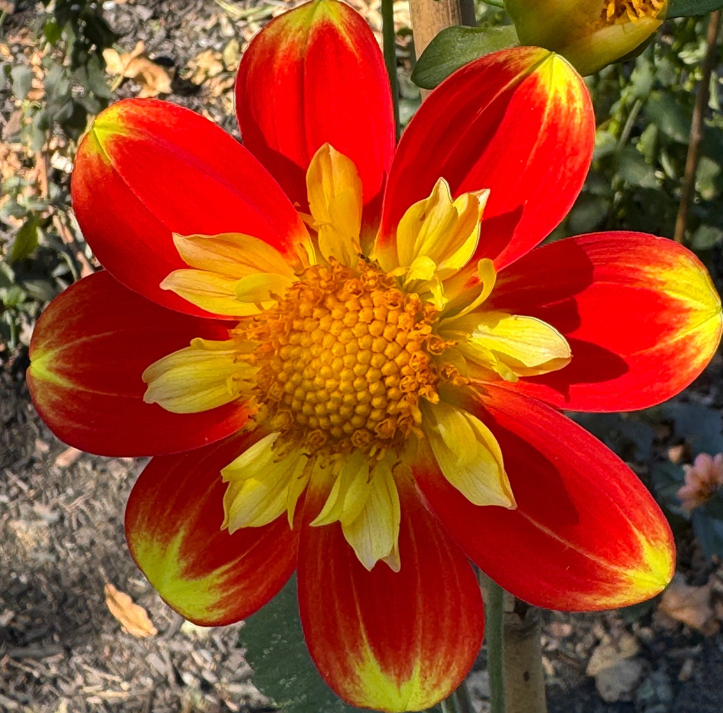 Pooh Dahlia