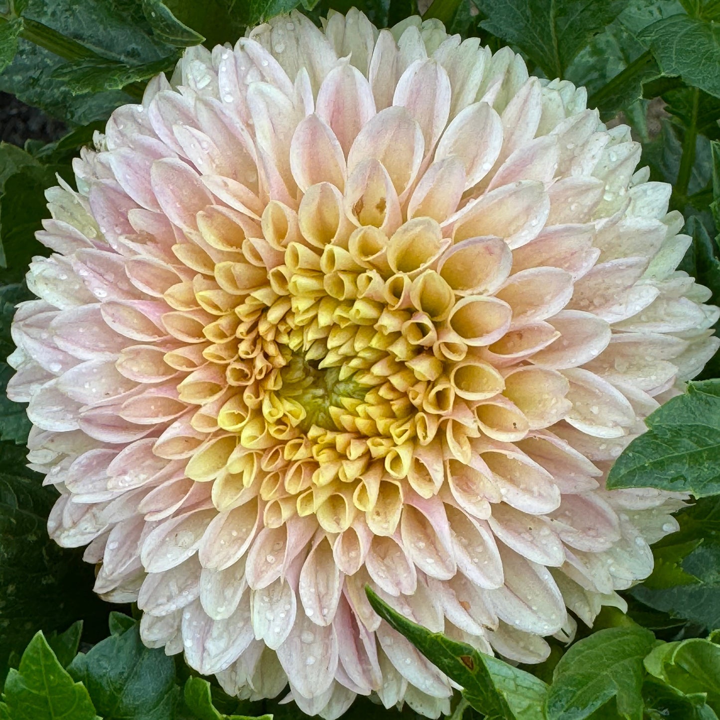 Darcy Dahlia