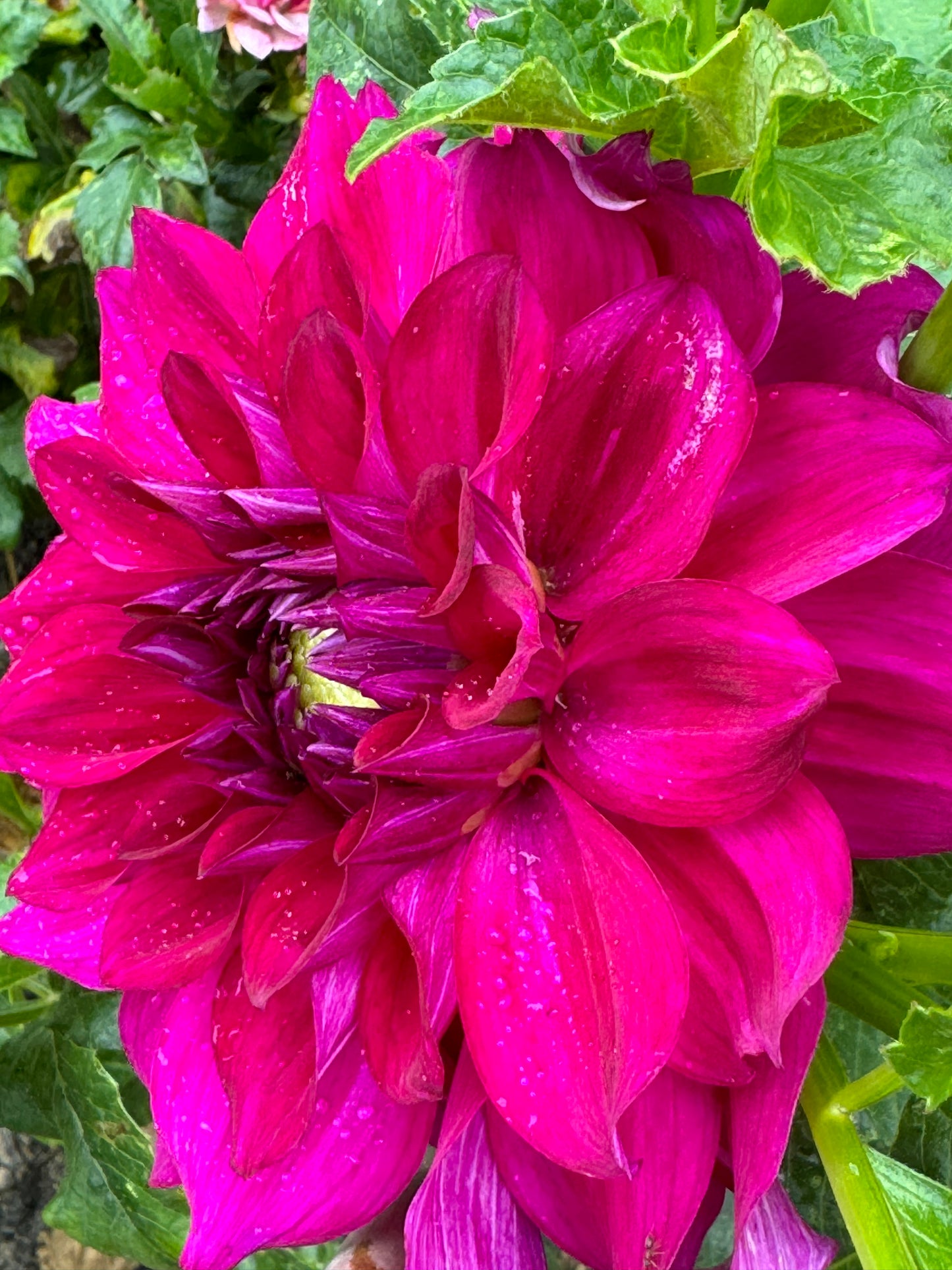 Wyn’s Fiesty Freda Dahlia