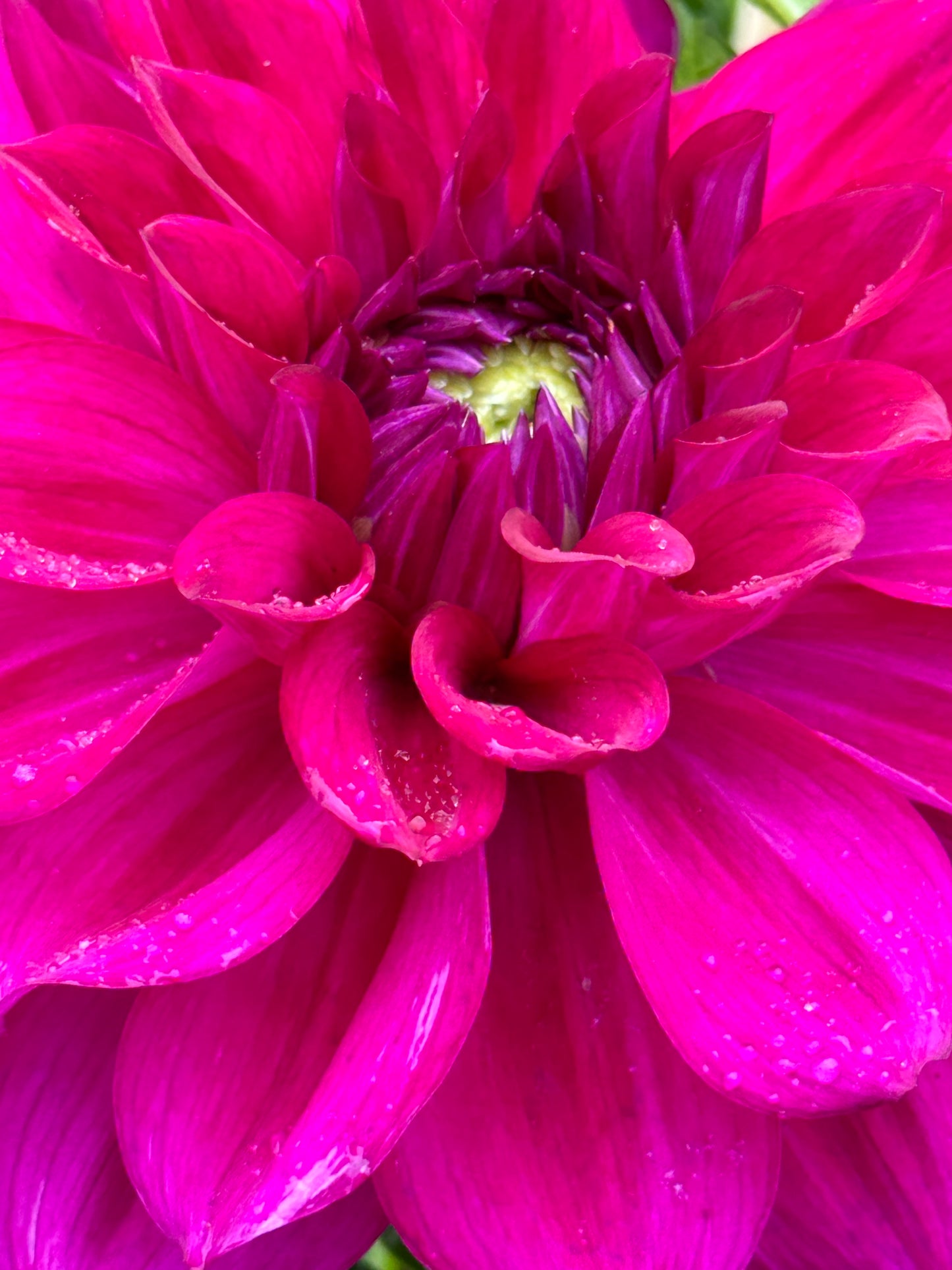 Wyn’s Fiesty Freda Dahlia