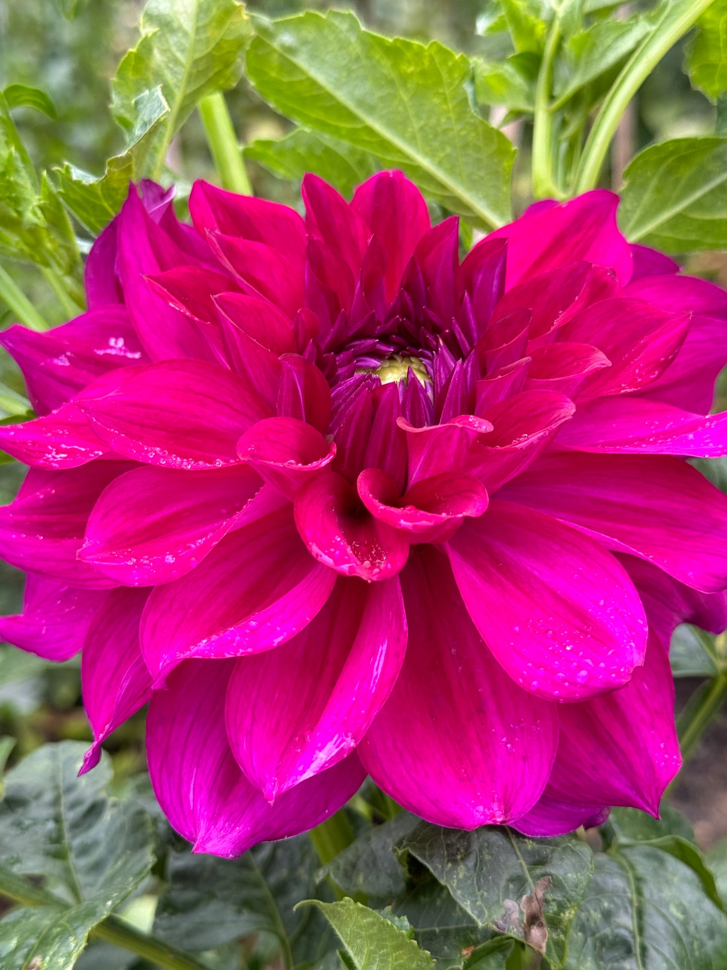 Wyn’s Fiesty Freda Dahlia