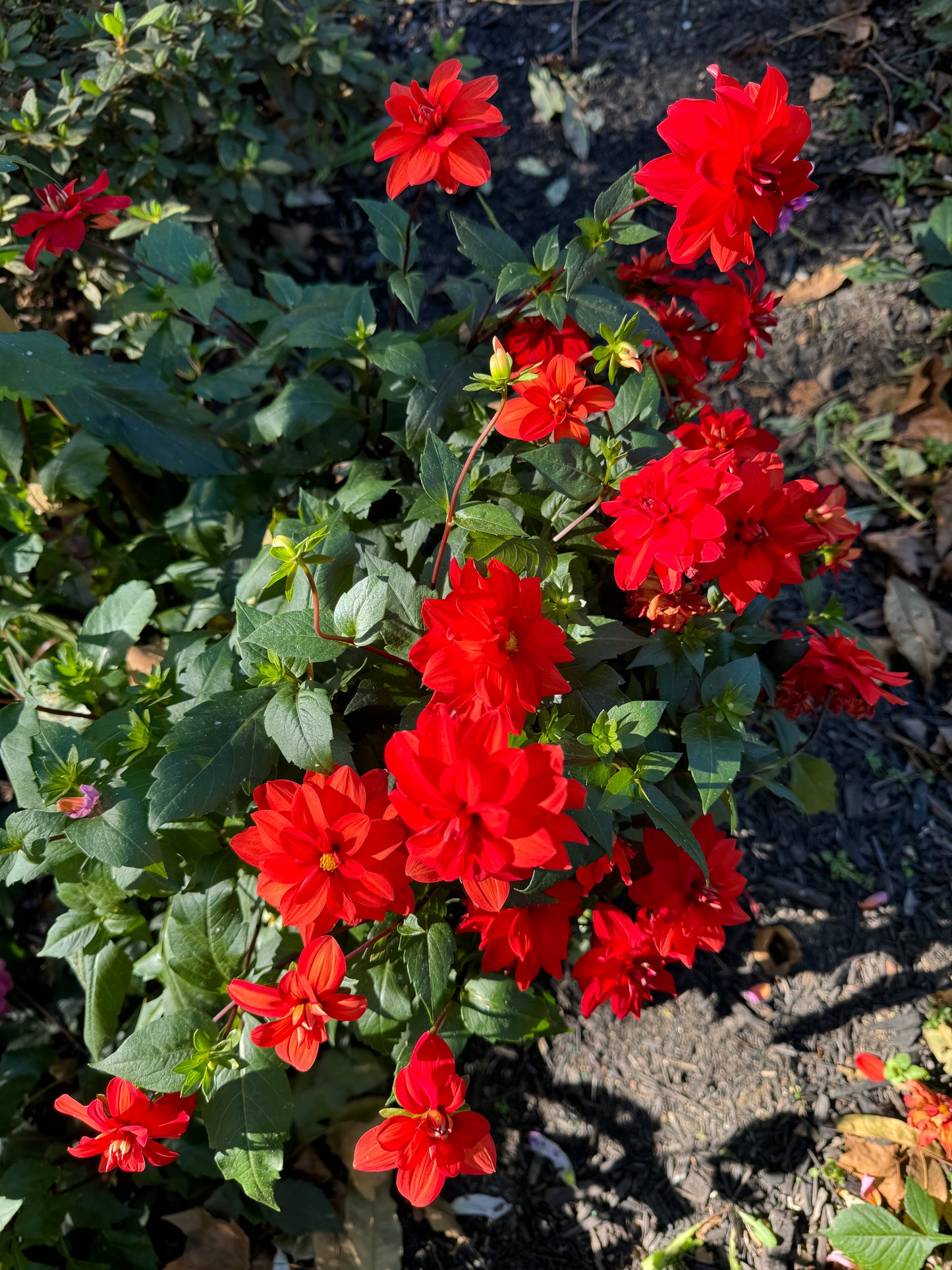 Cherry Drop Dahlia