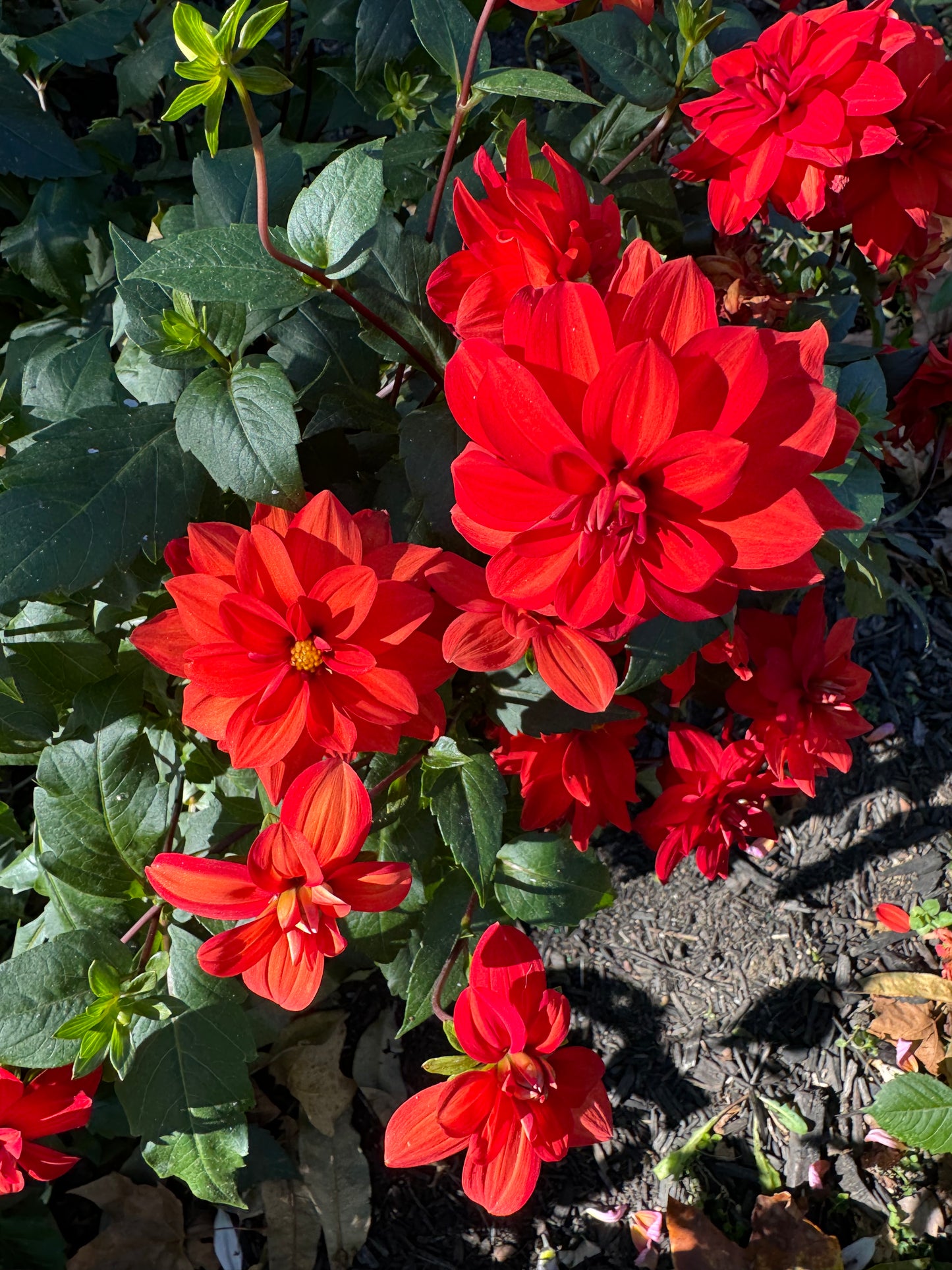 Cherry Drop Dahlia