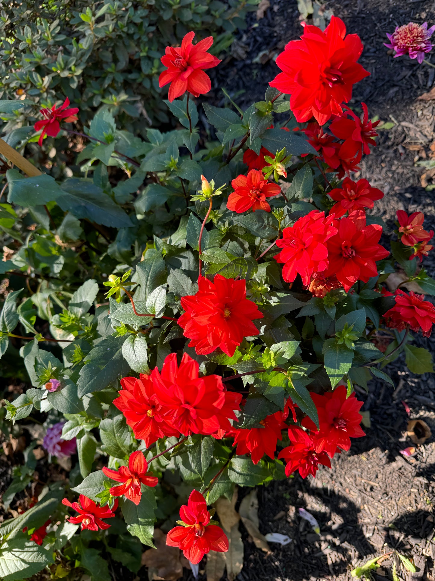 Cherry Drop Dahlia