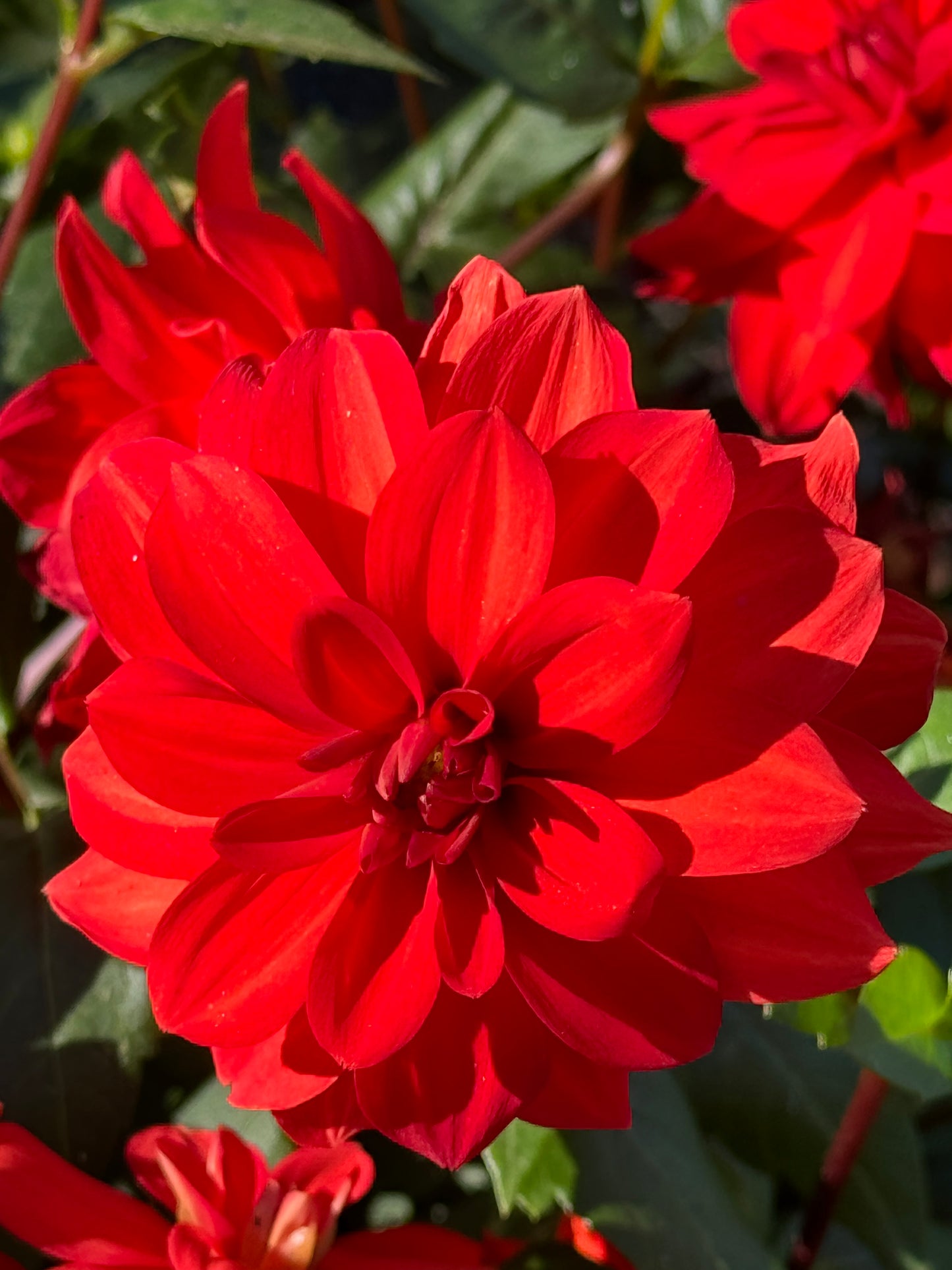 Cherry Drop Dahlia