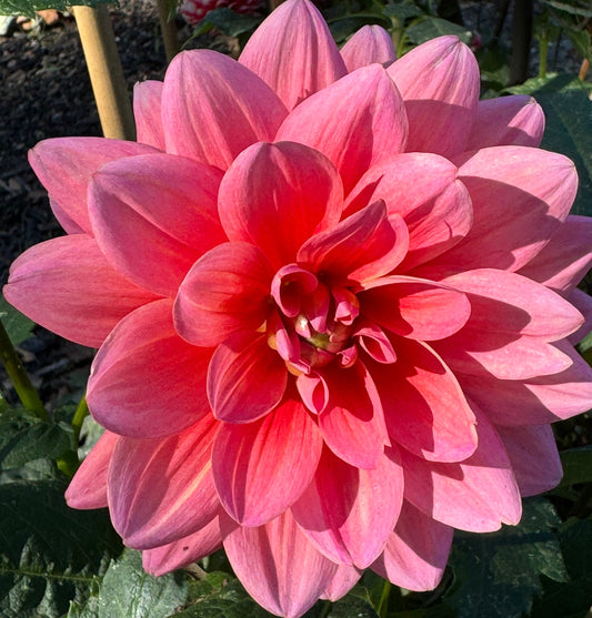 Pink Duches Dahlia