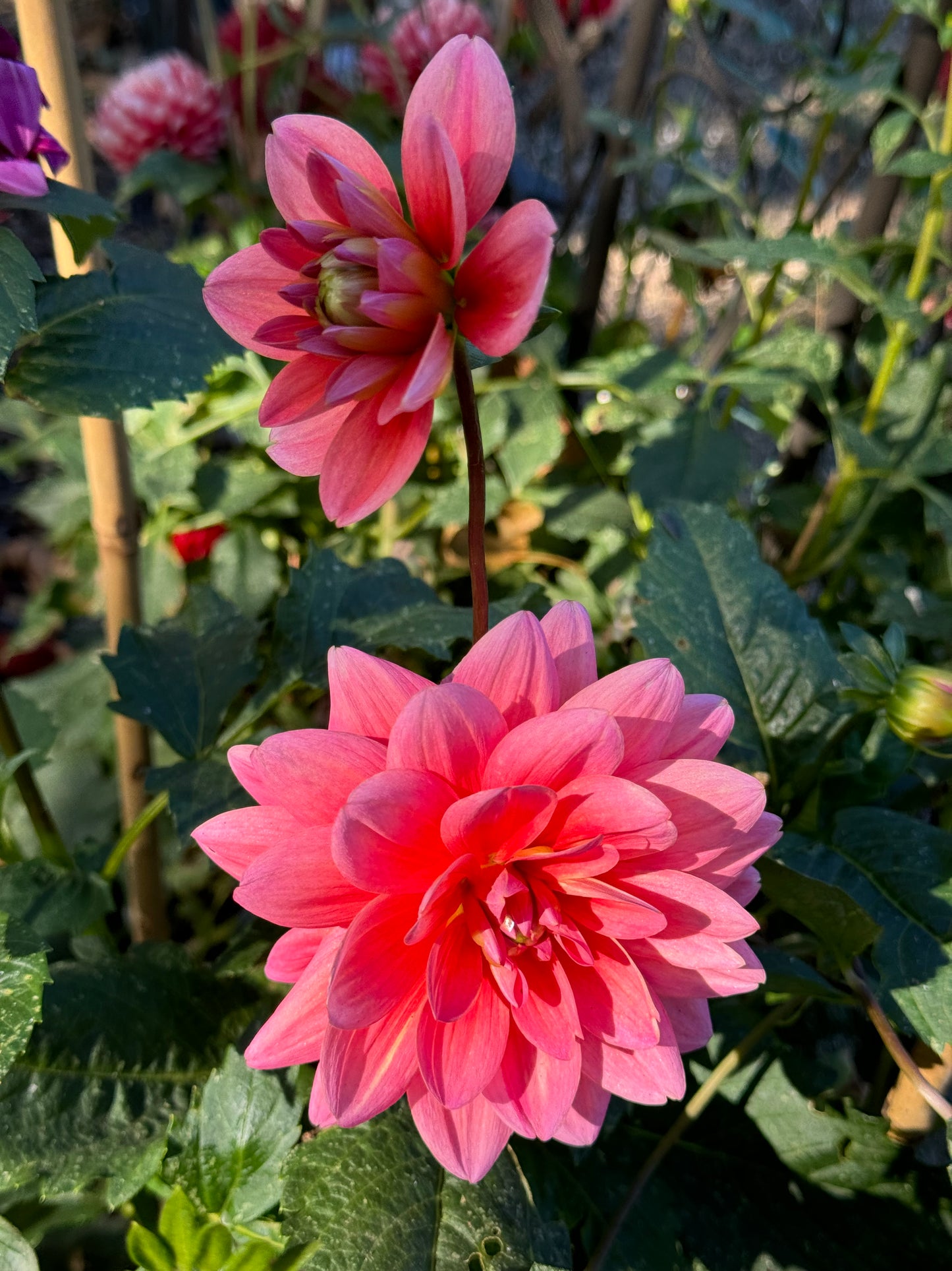 Pink Duches Dahlia