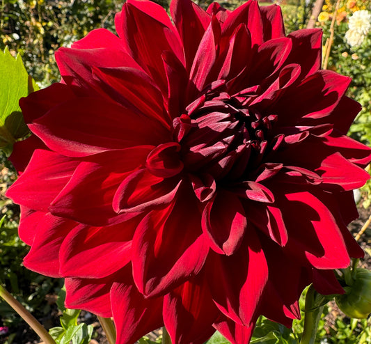 Spartacus Dahlia