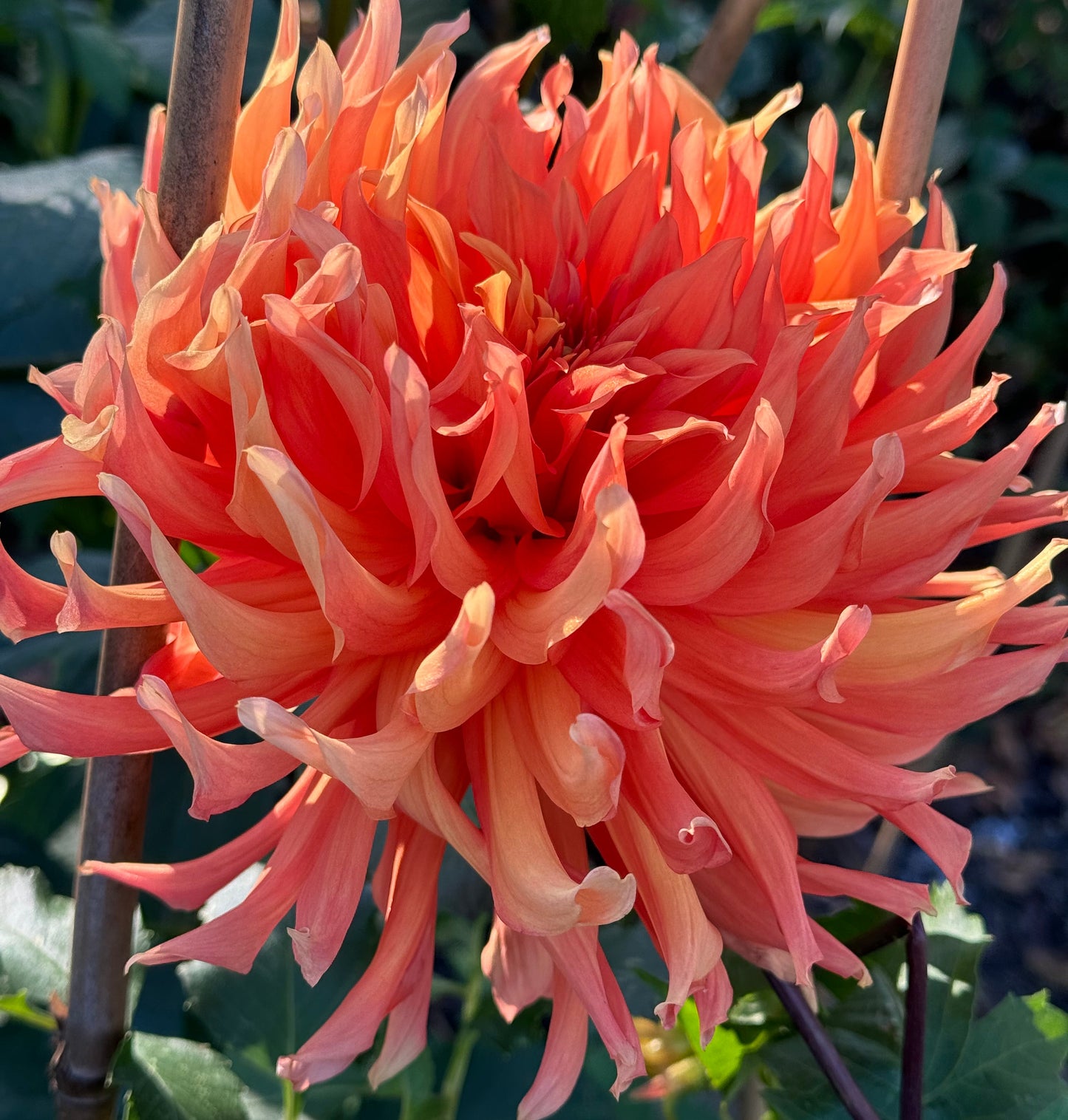 Clara Huston Dahlia