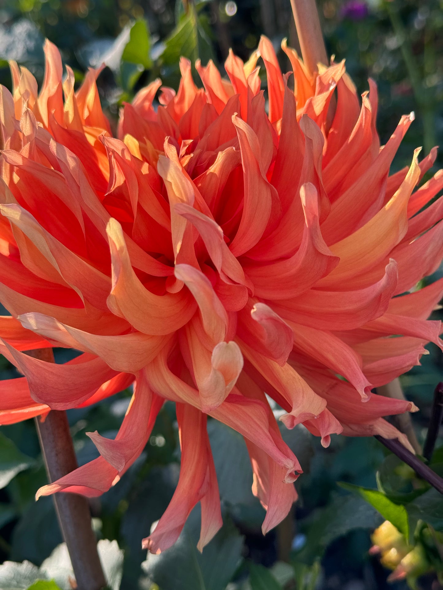 Clara Huston Dahlia