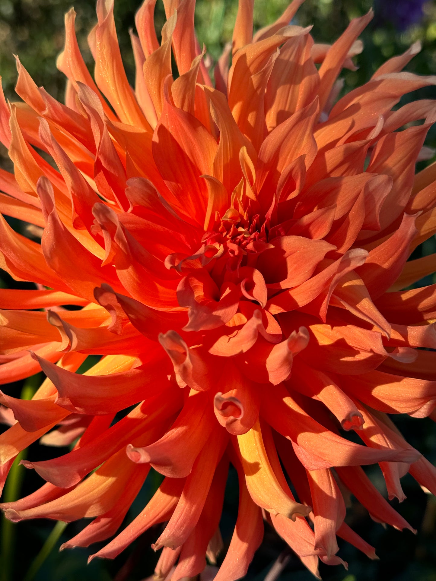Clara Huston Dahlia