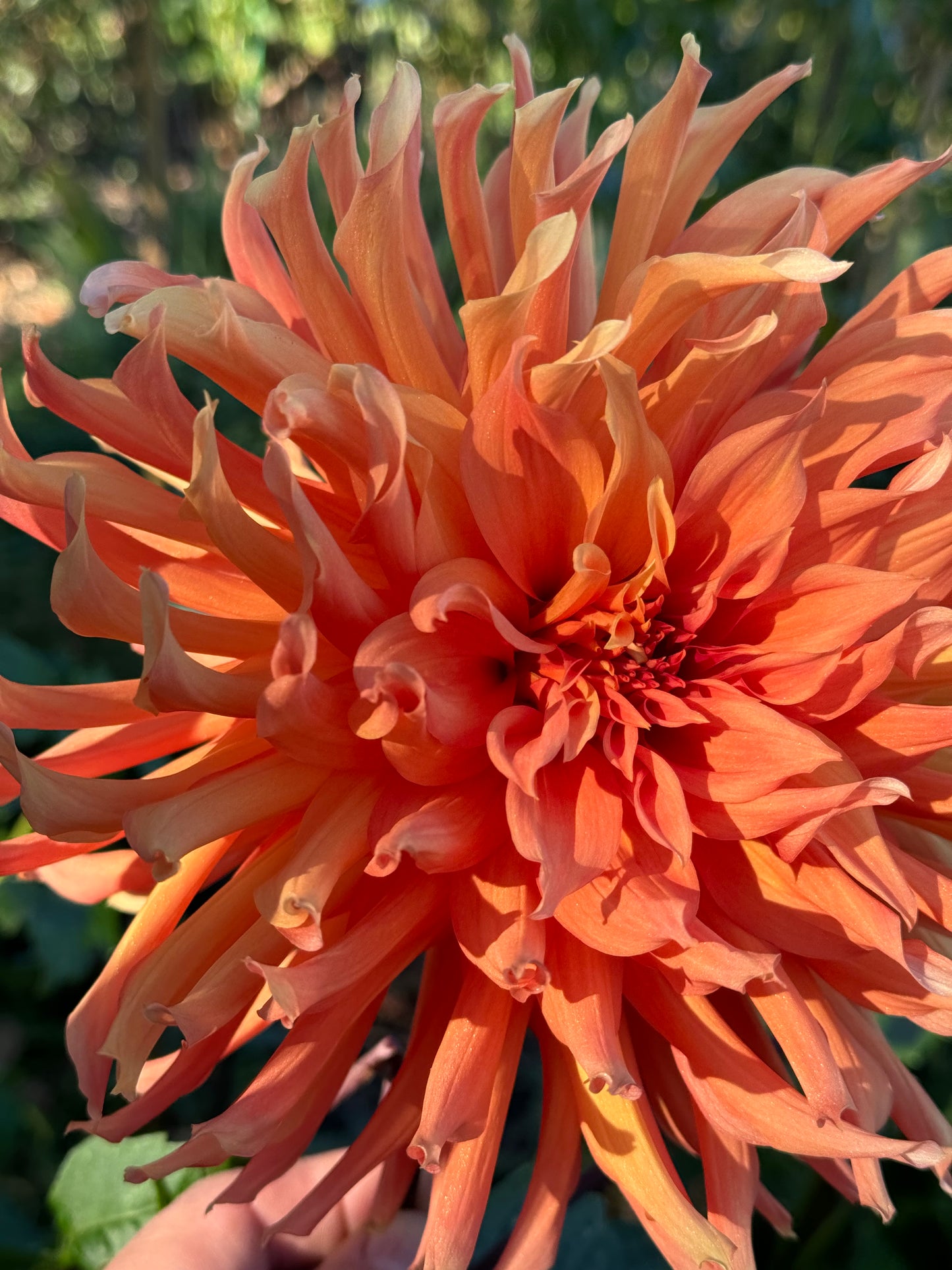 Clara Huston Dahlia