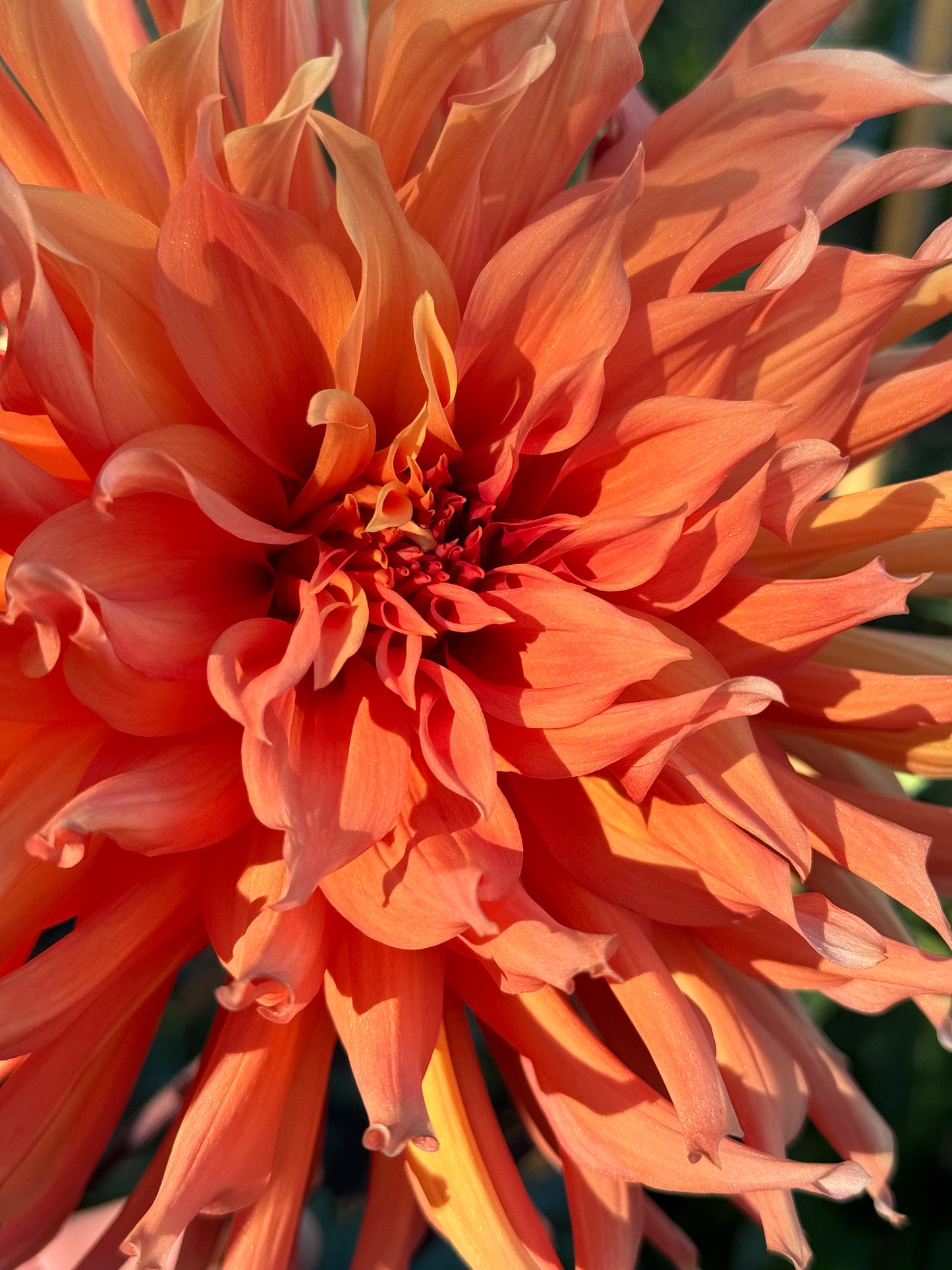 Clara Huston Dahlia