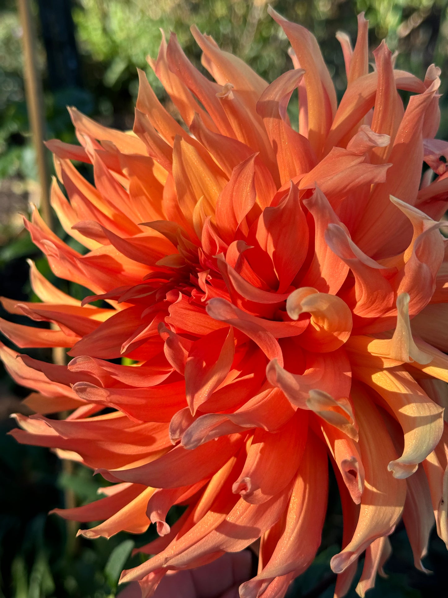 Clara Huston Dahlia