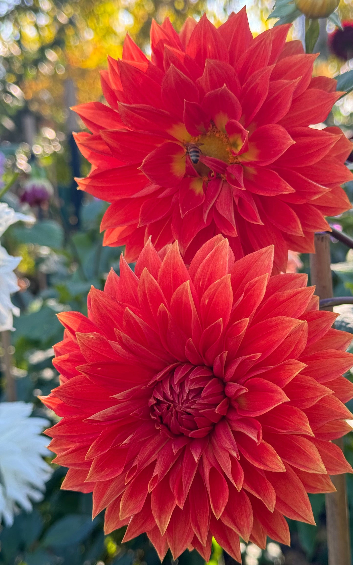 Parkland Glory Dahlia