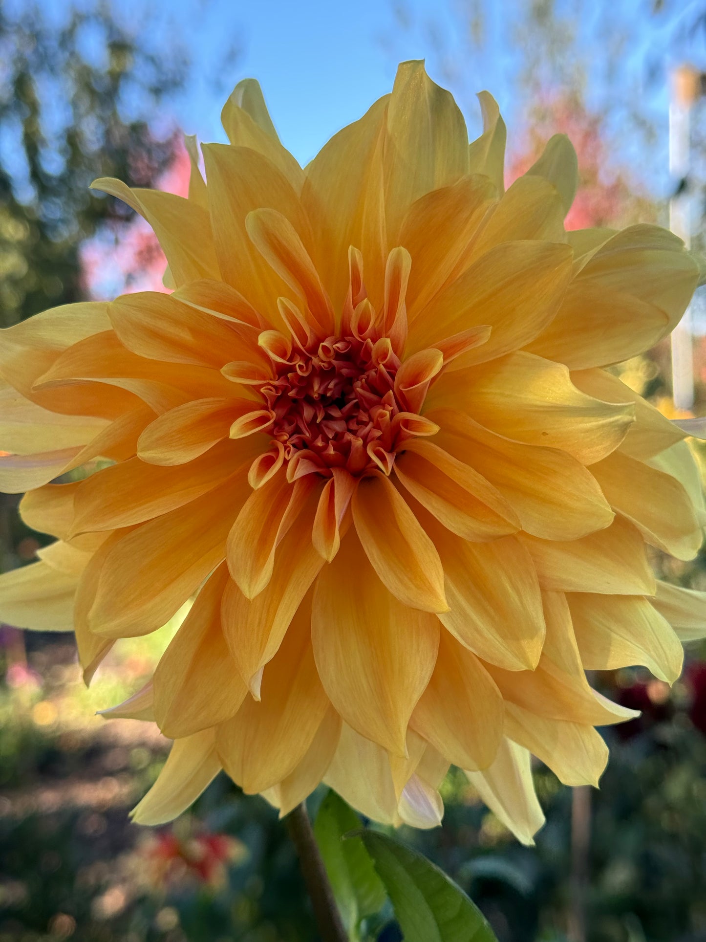 Big Brother Dahlia