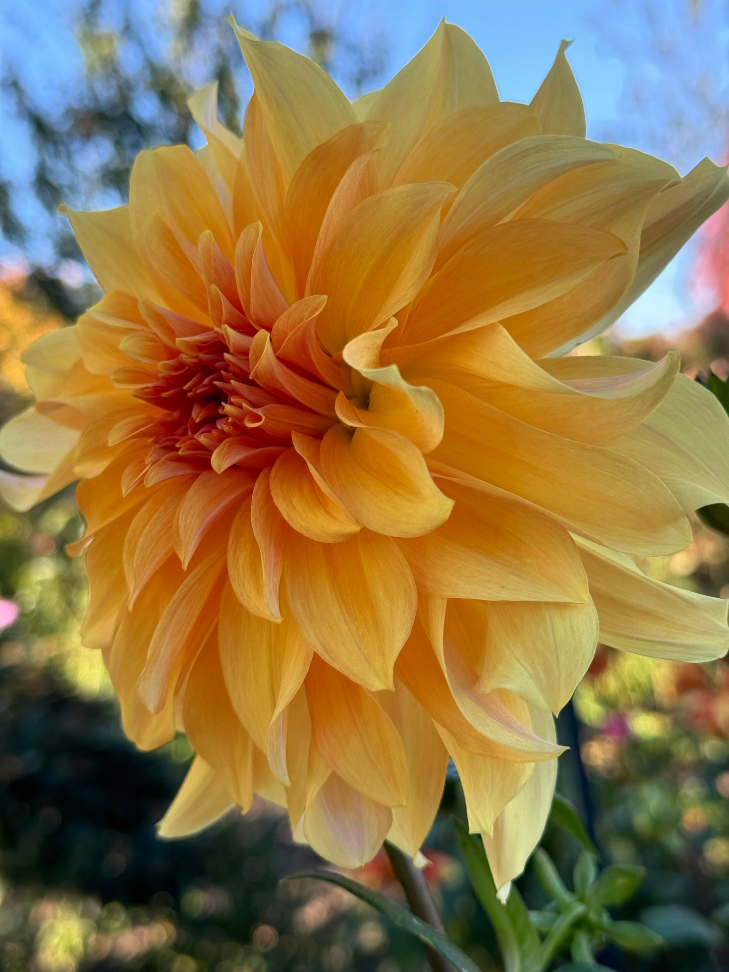 Big Brother Dahlia