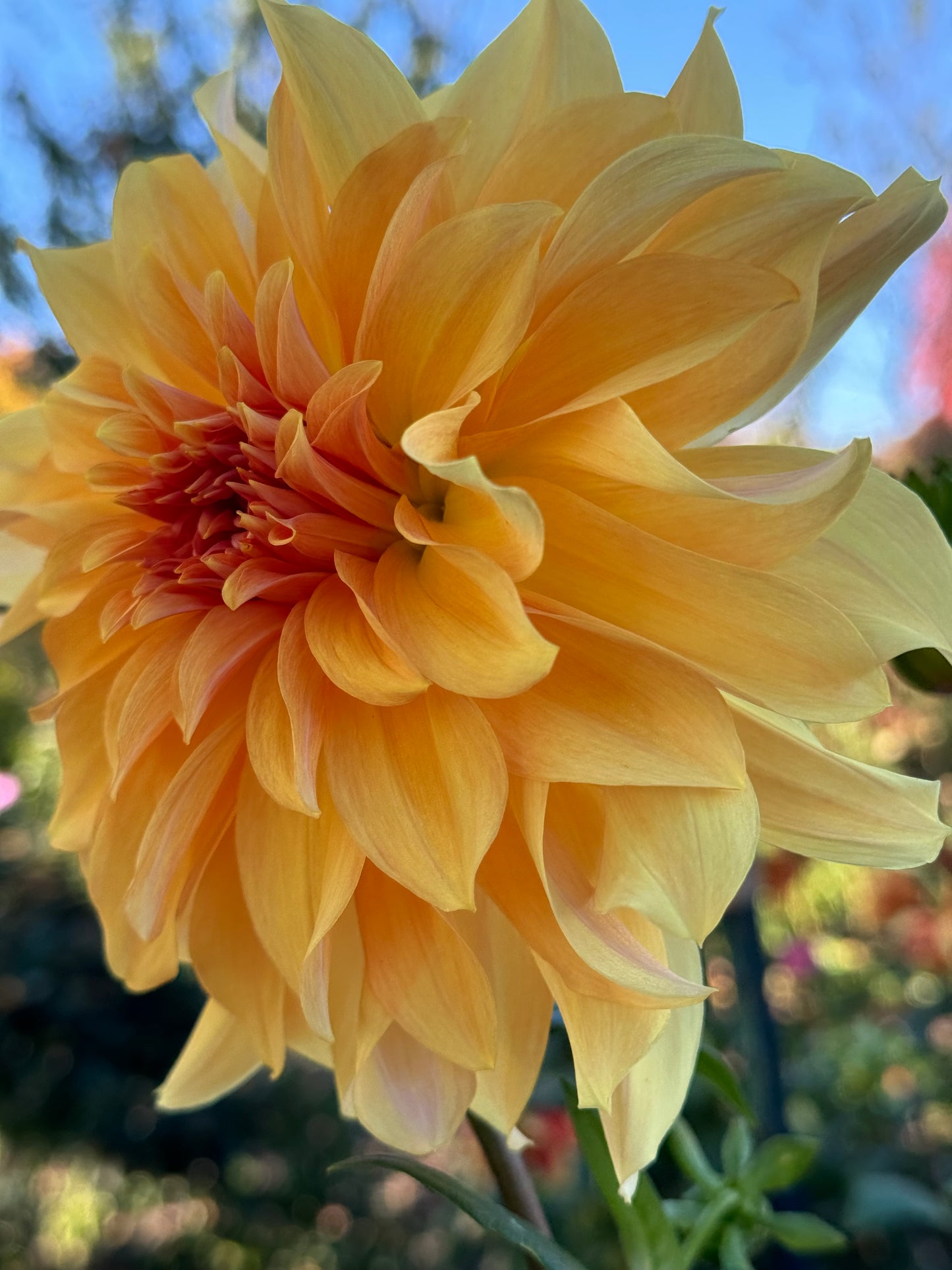 Big Brother Dahlia