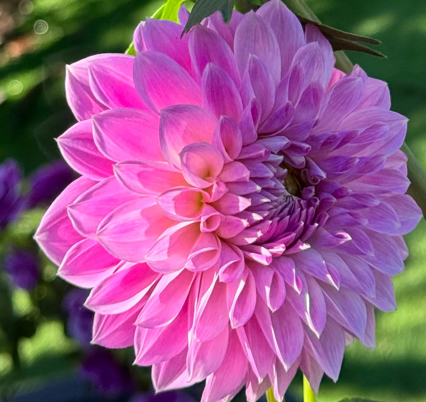 Rosy Lavender Dahlia