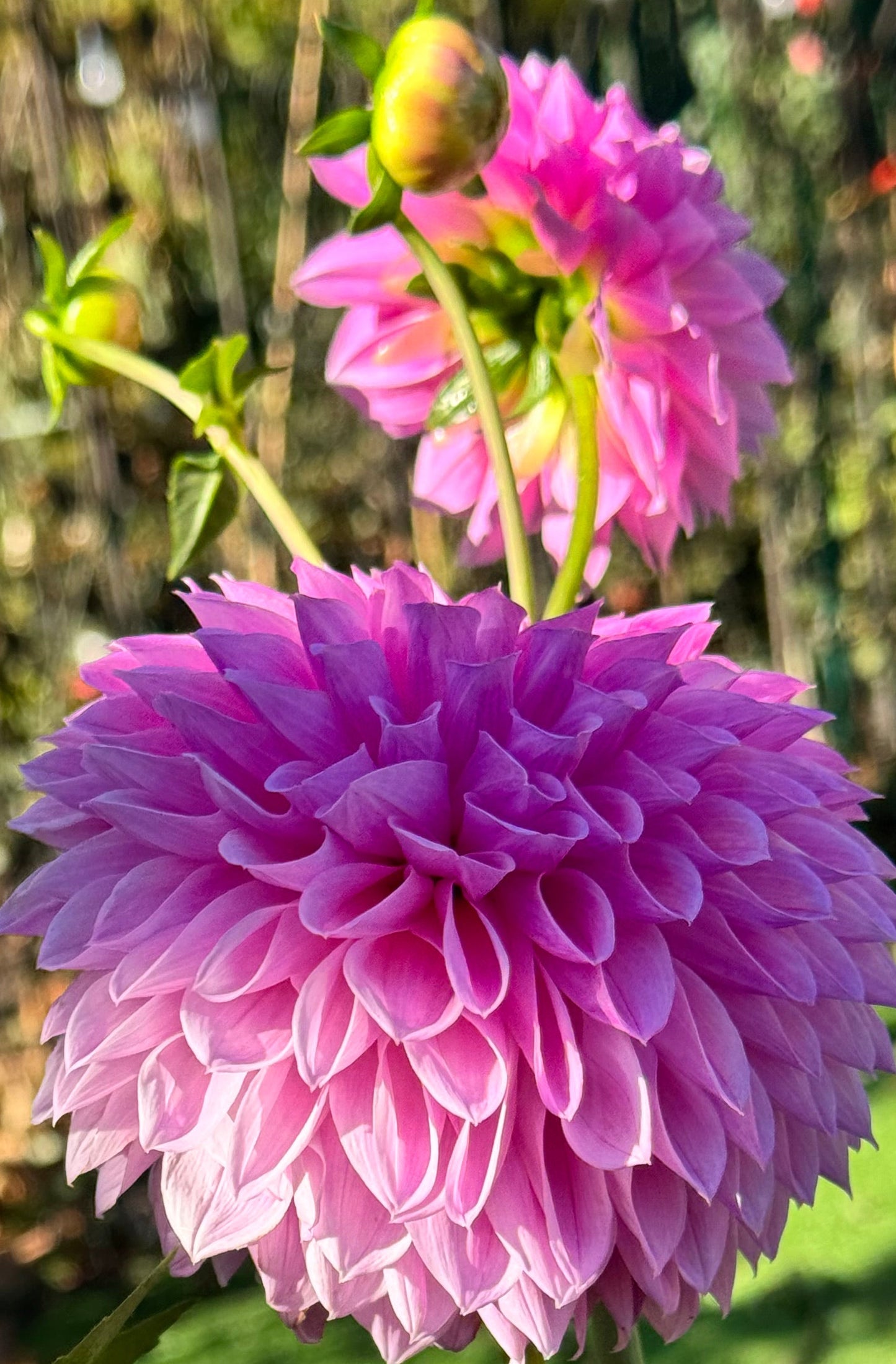 Rosy Lavender Dahlia
