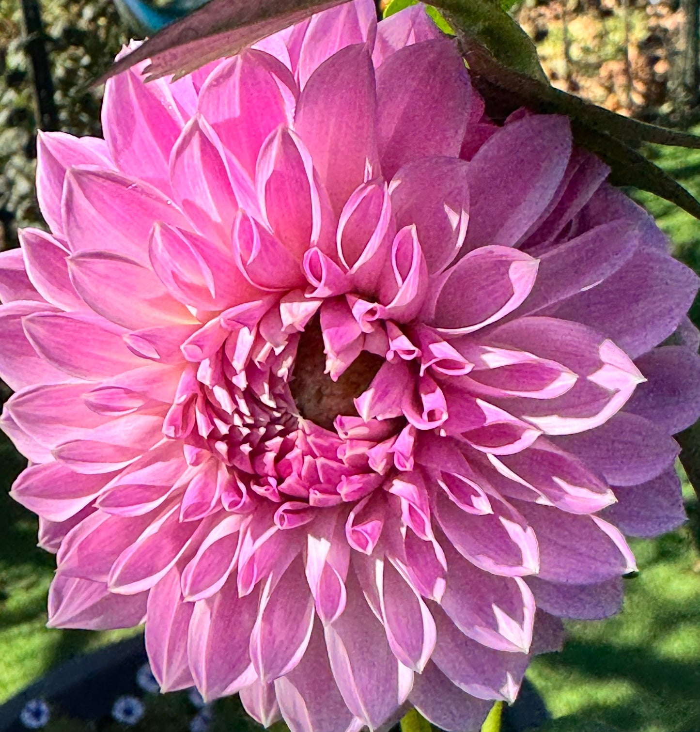 Rosy Lavender Dahlia