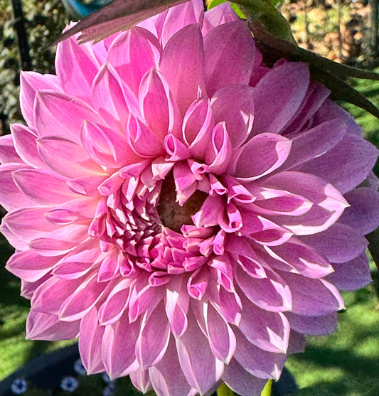 Rosy Lavender Dahlia