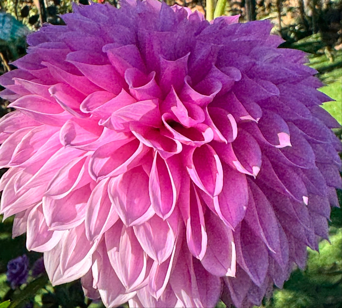 Rosy Lavender Dahlia