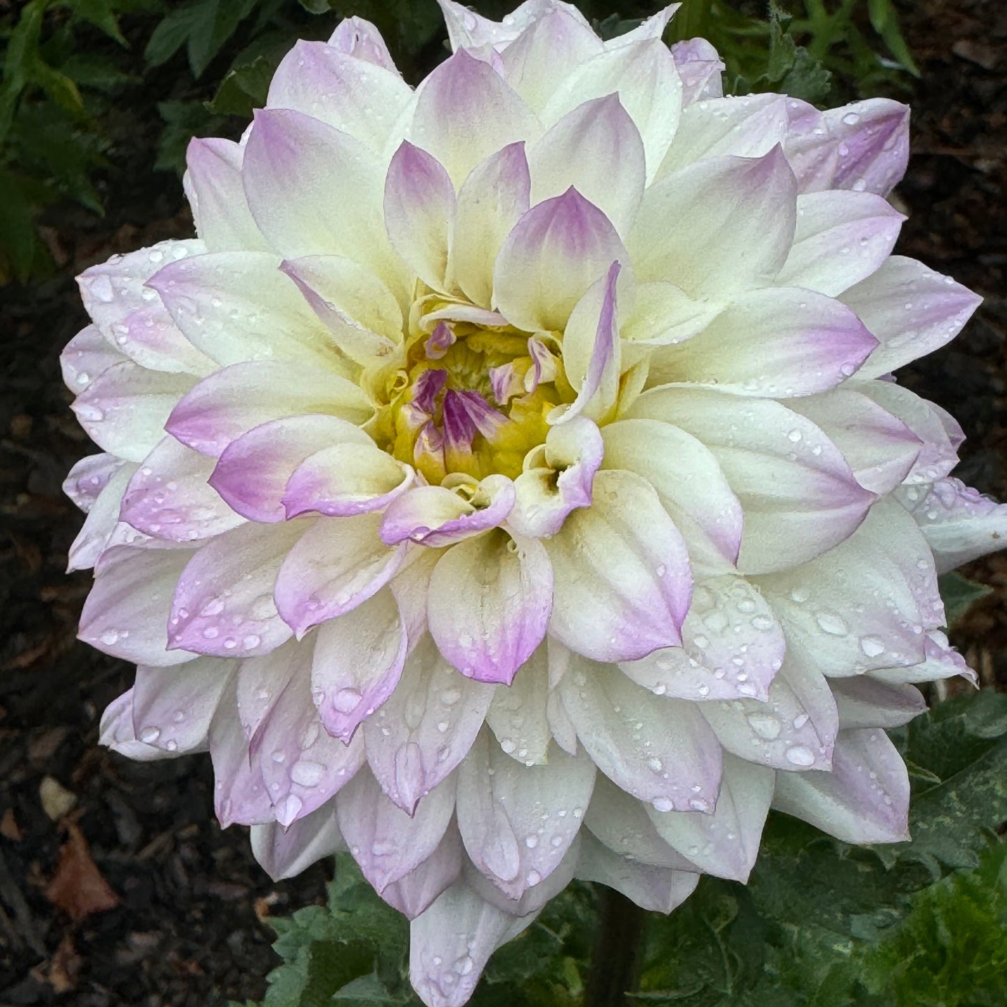 Michele Violet Dahlia