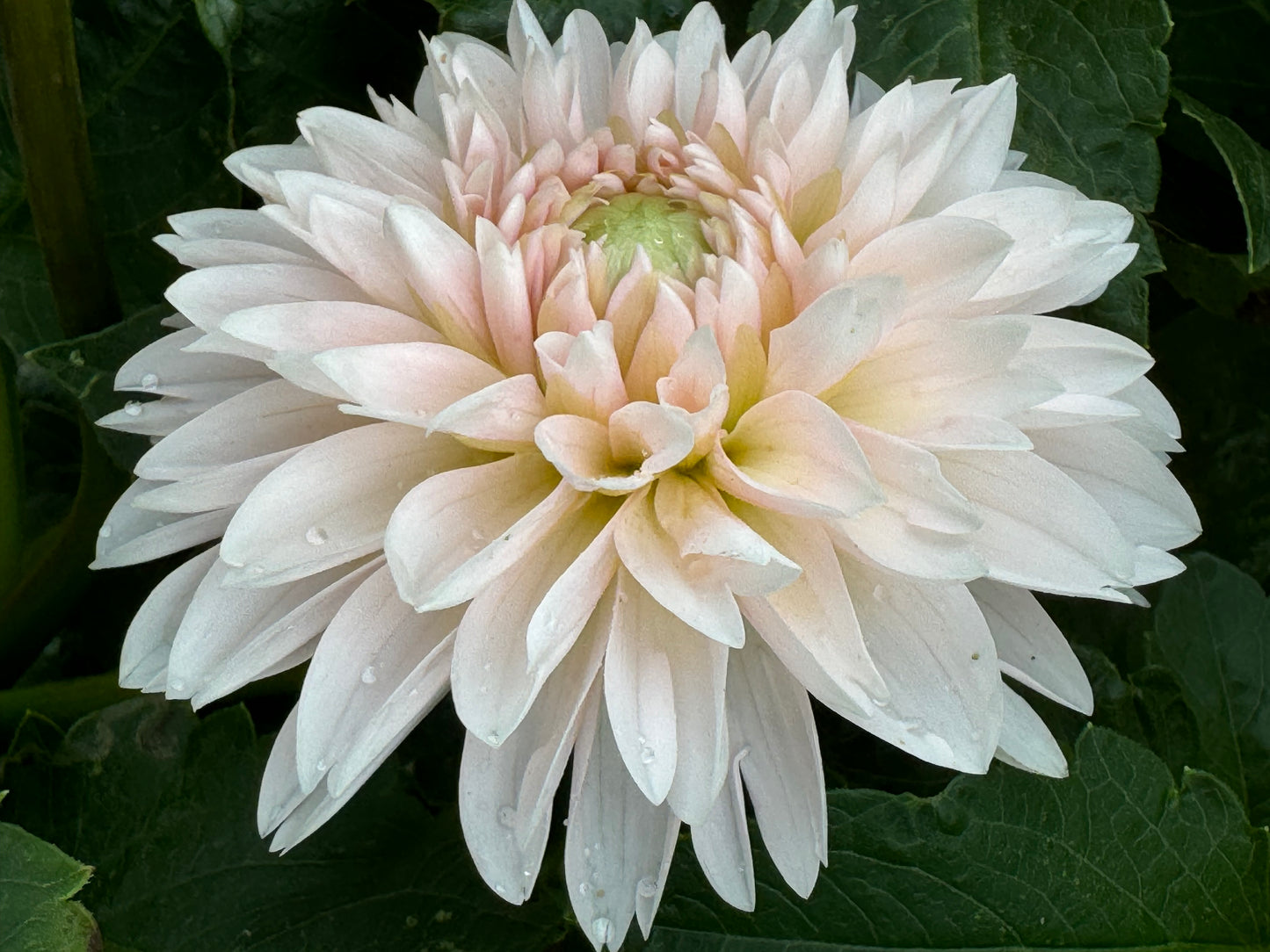 Budapest Blush Dahlia